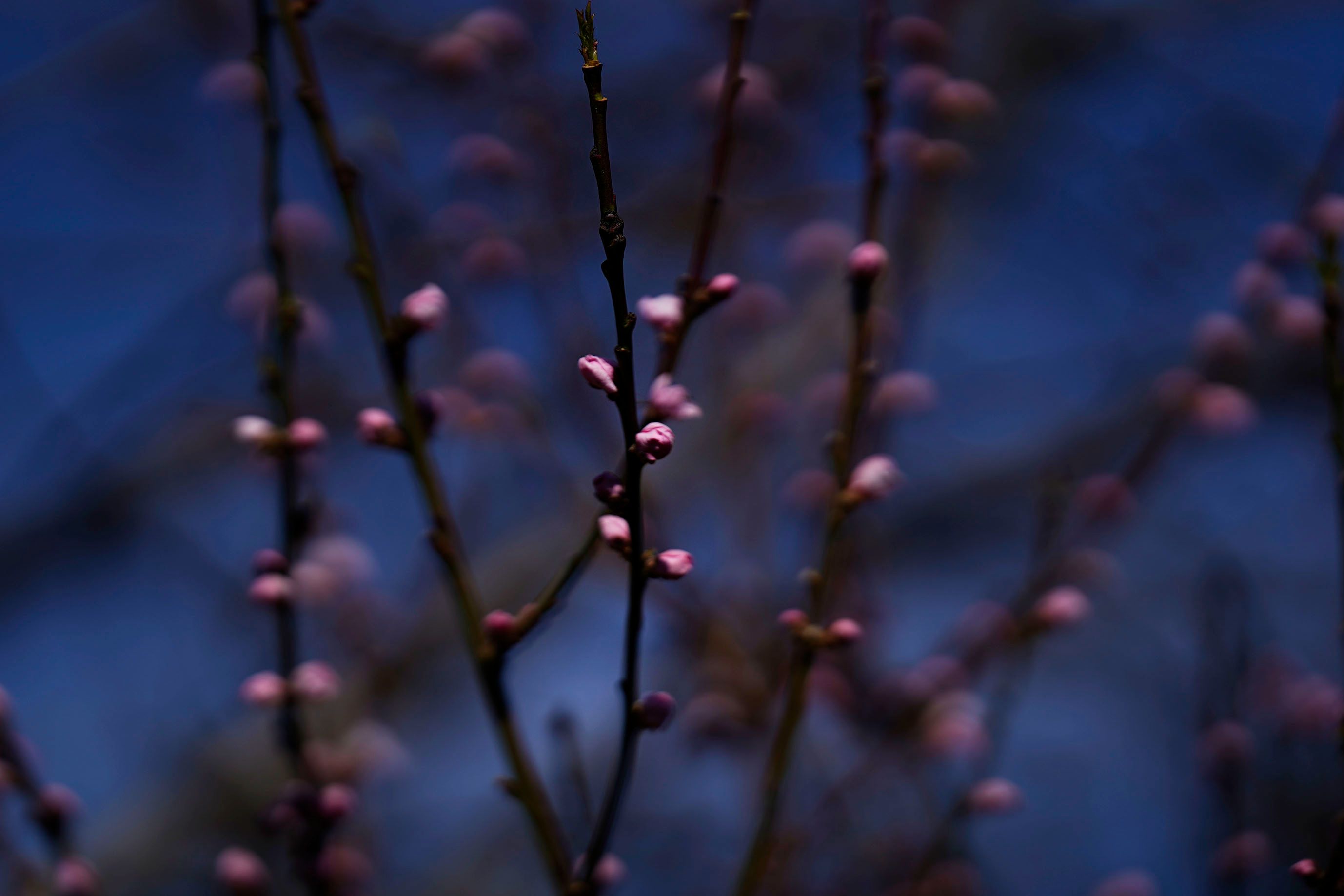 Samyang 135 garden 3.jpg