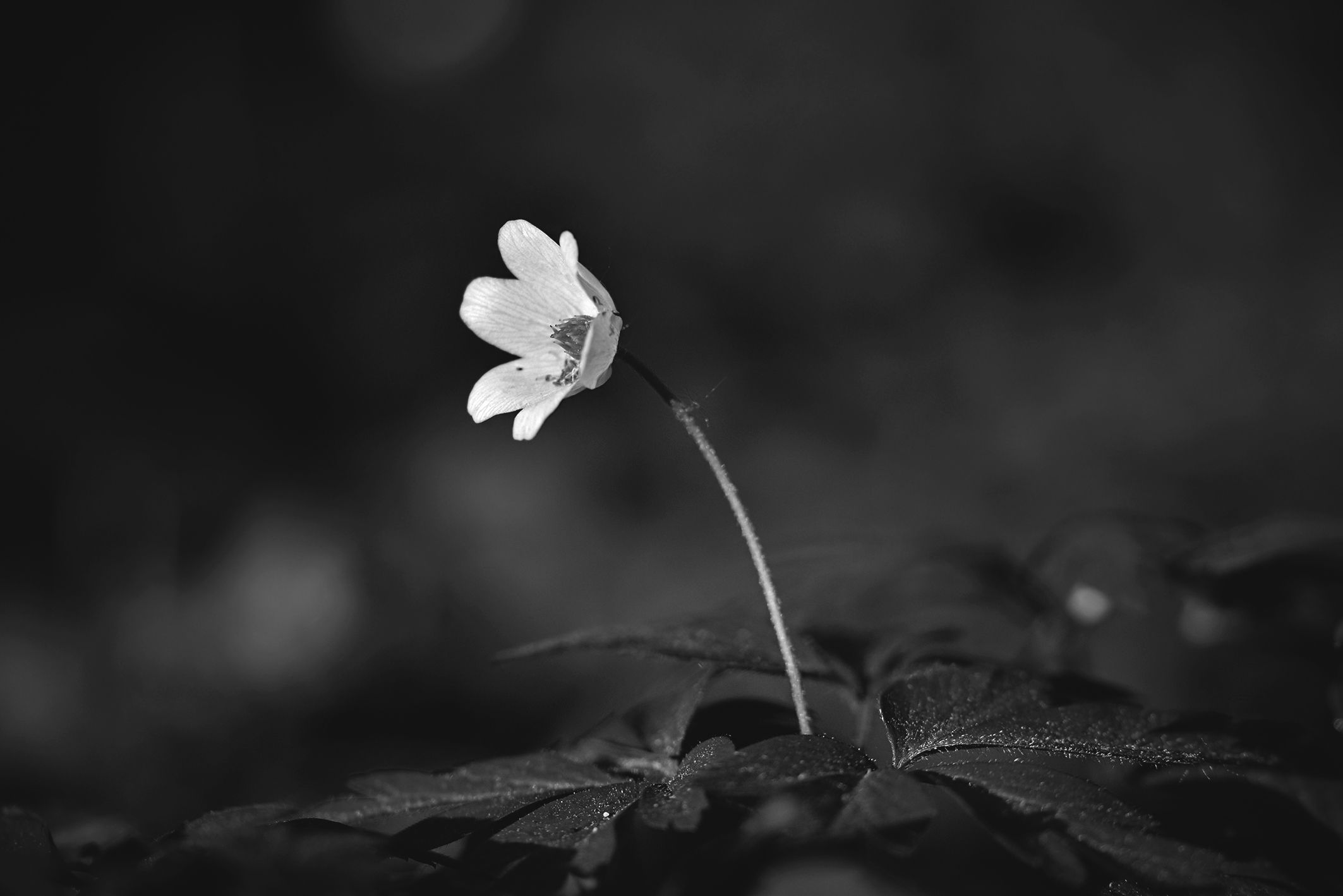 wood anemone pl bw 6.jpg
