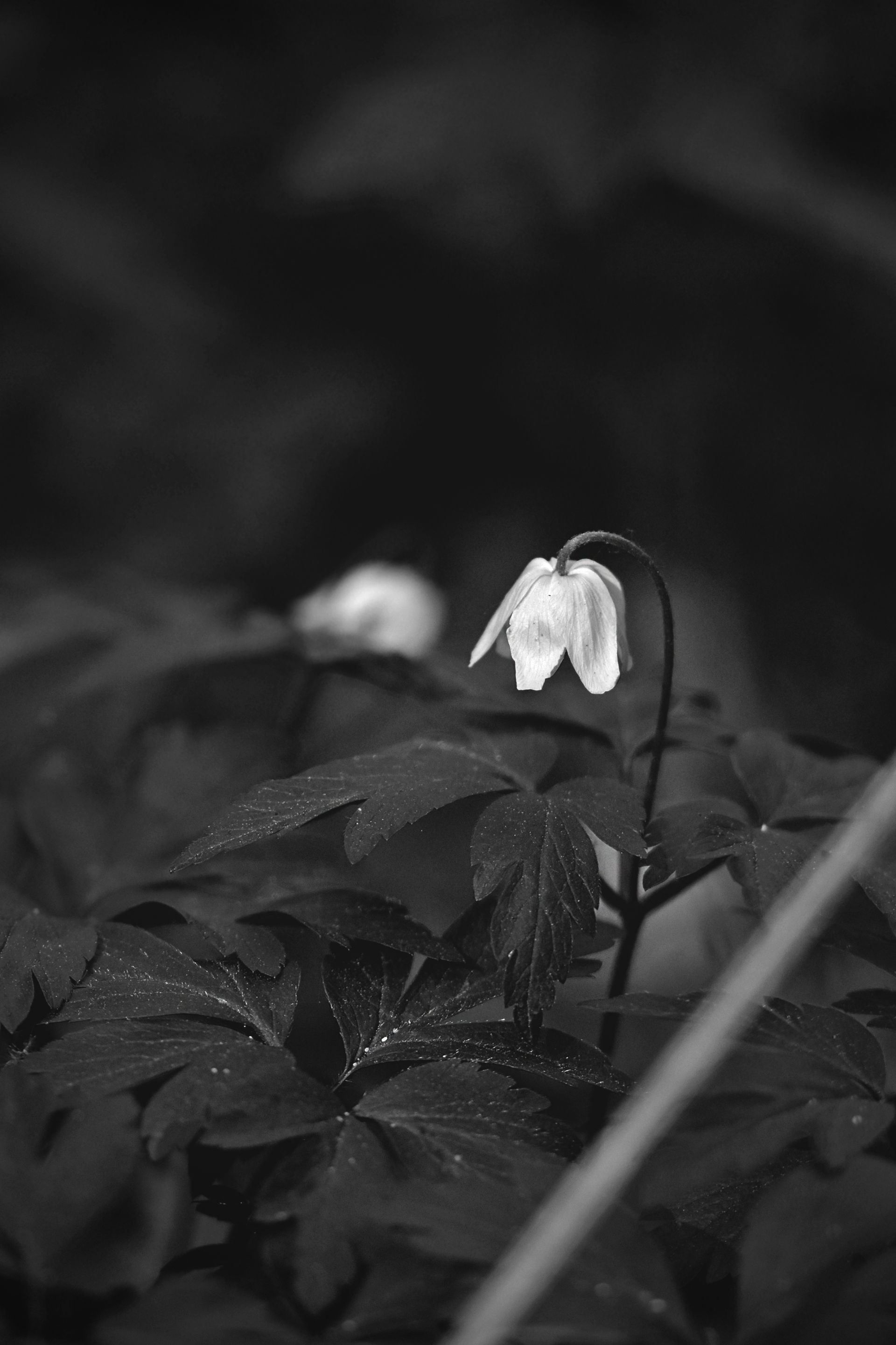 wood anemone pl bw 3.jpg