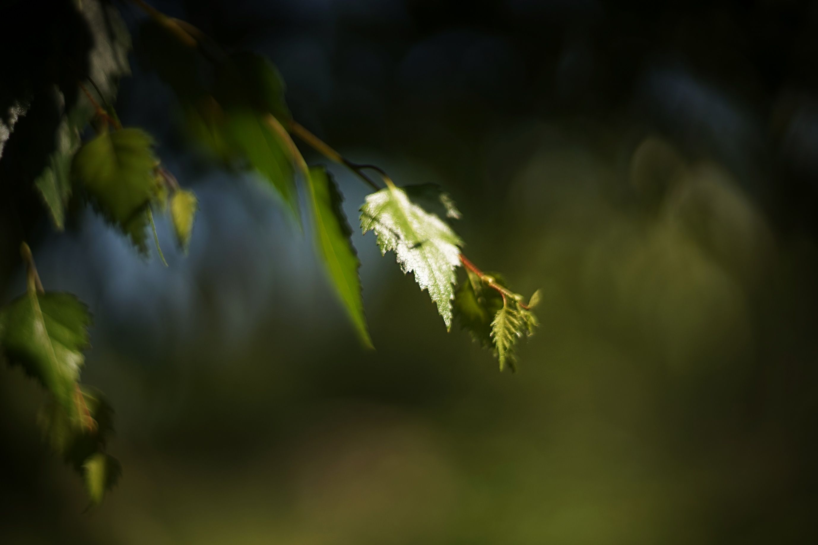 helios bokeh garden pl 3.jpg