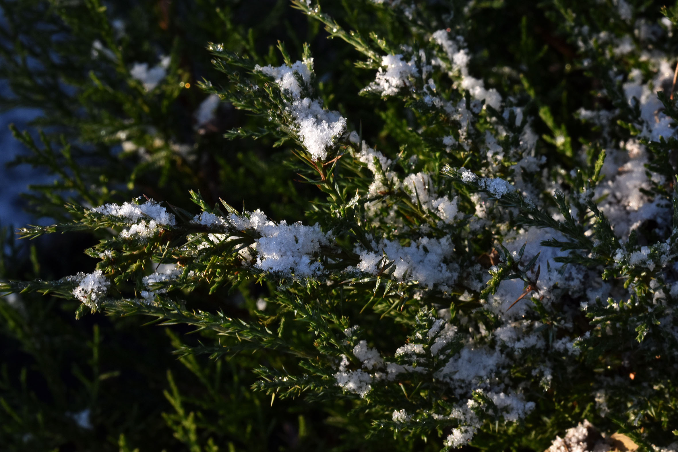 shrub winter snow 2.jpg