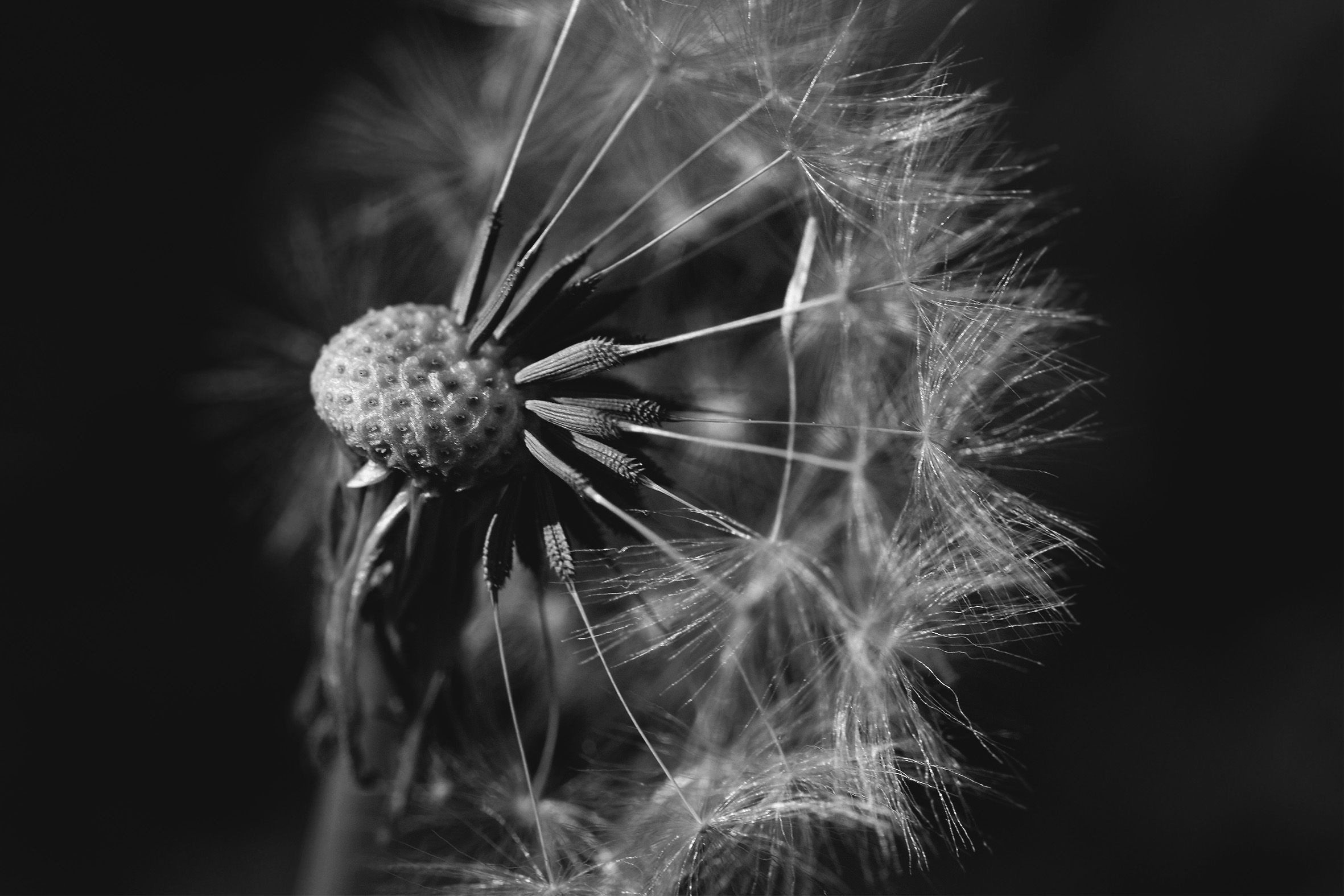 dandelion seeds macro bw 4.jpg