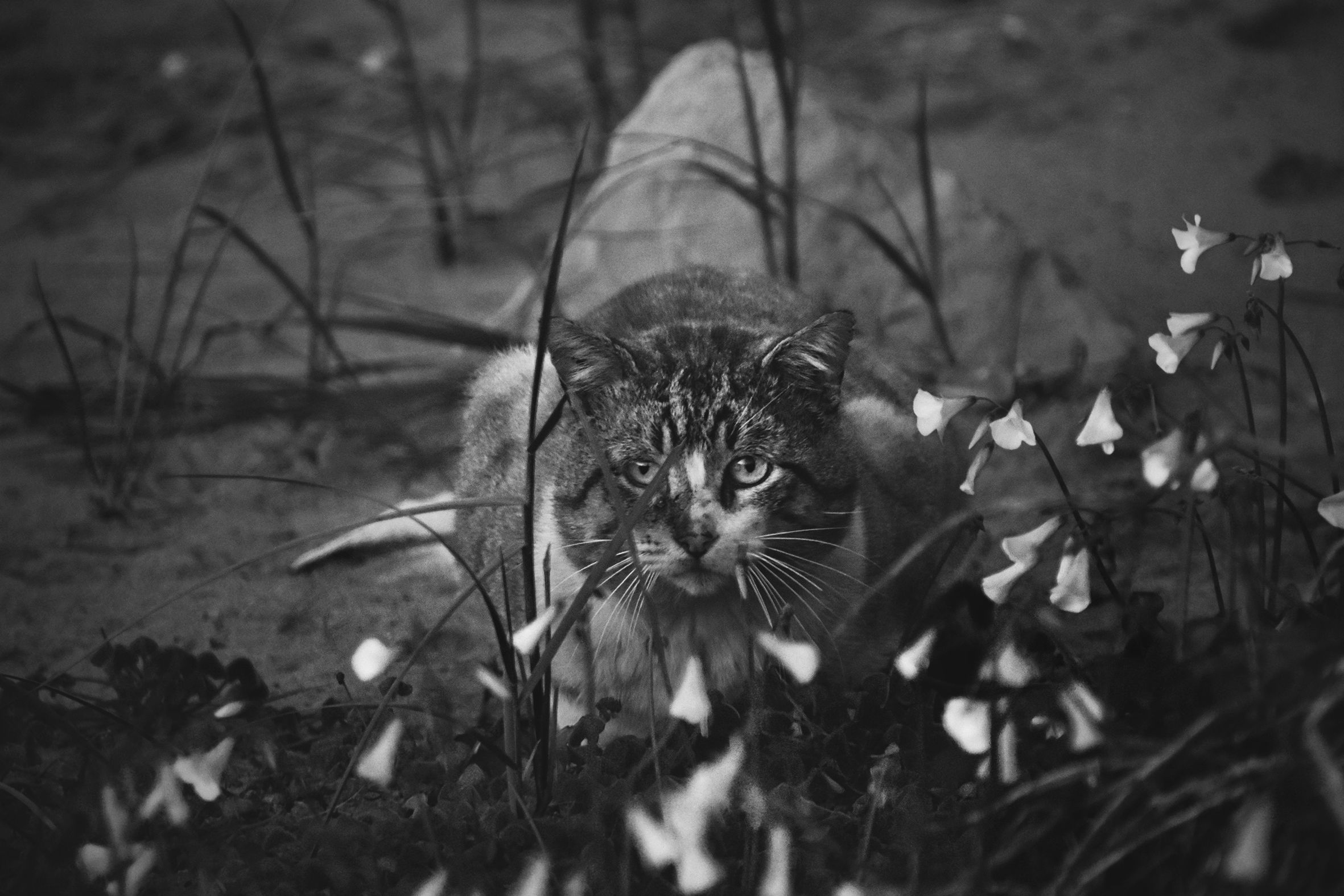 kitty beach bw 2.jpg