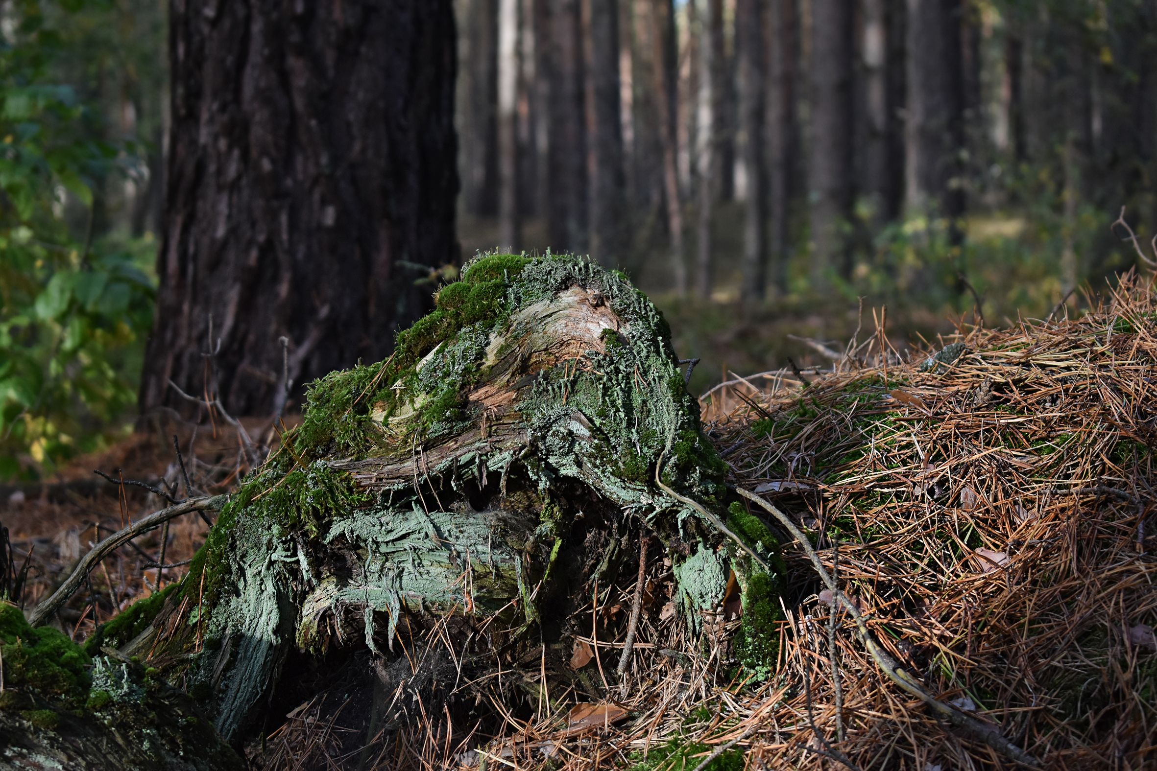 dead wood forest pl 8.jpg