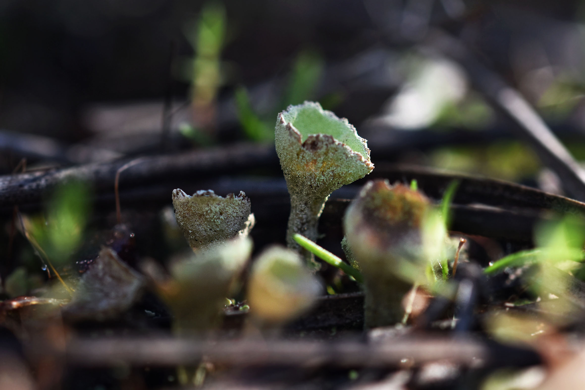 cladonia lichen cups 4.jpg