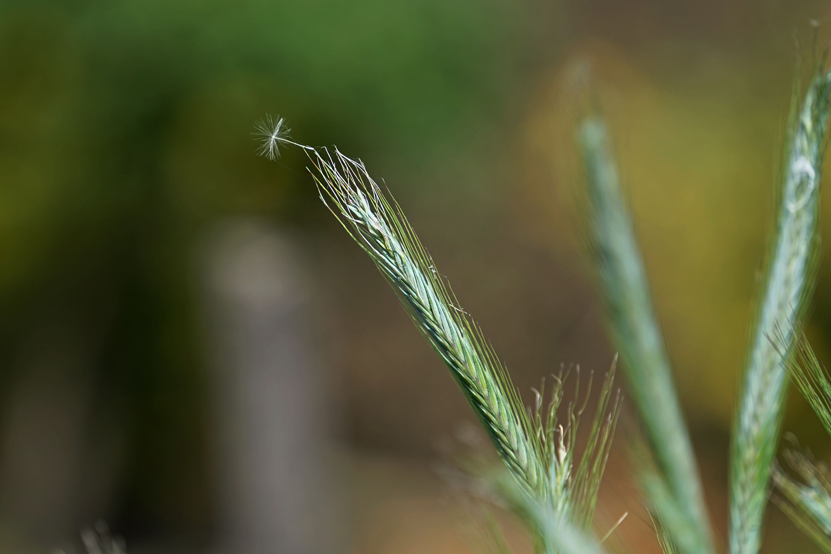 garden sony 200 1.jpg