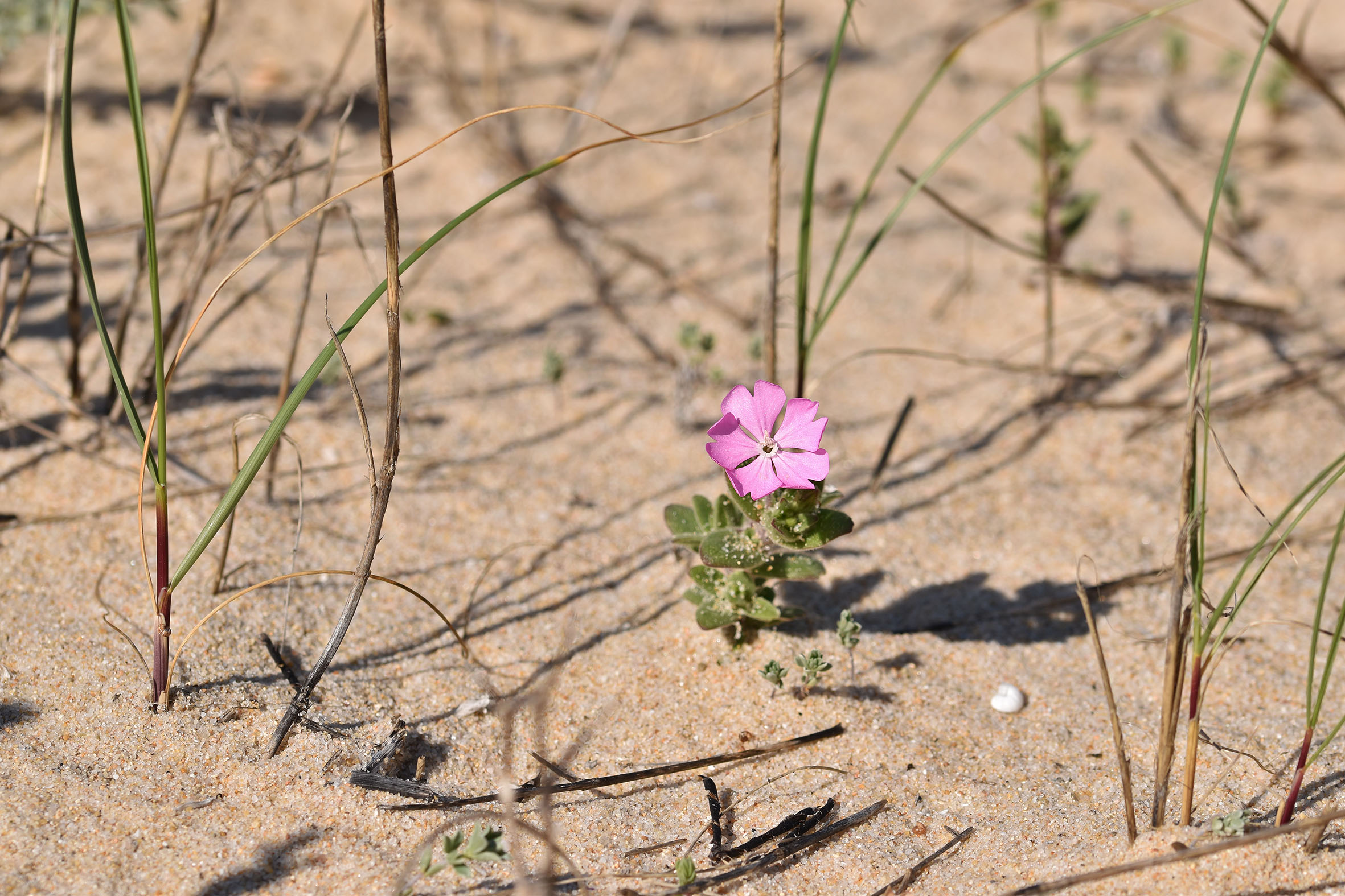 beach plant 3.jpg