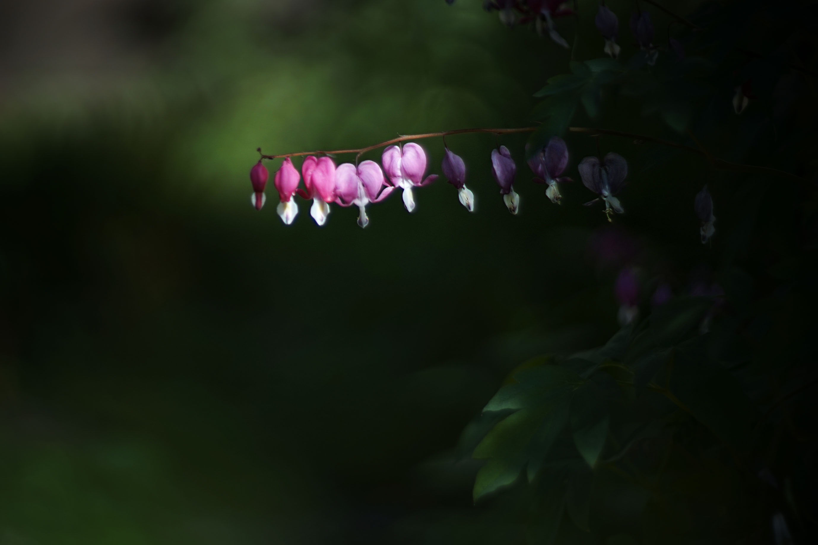 helios bokeh garden pl 9.jpg