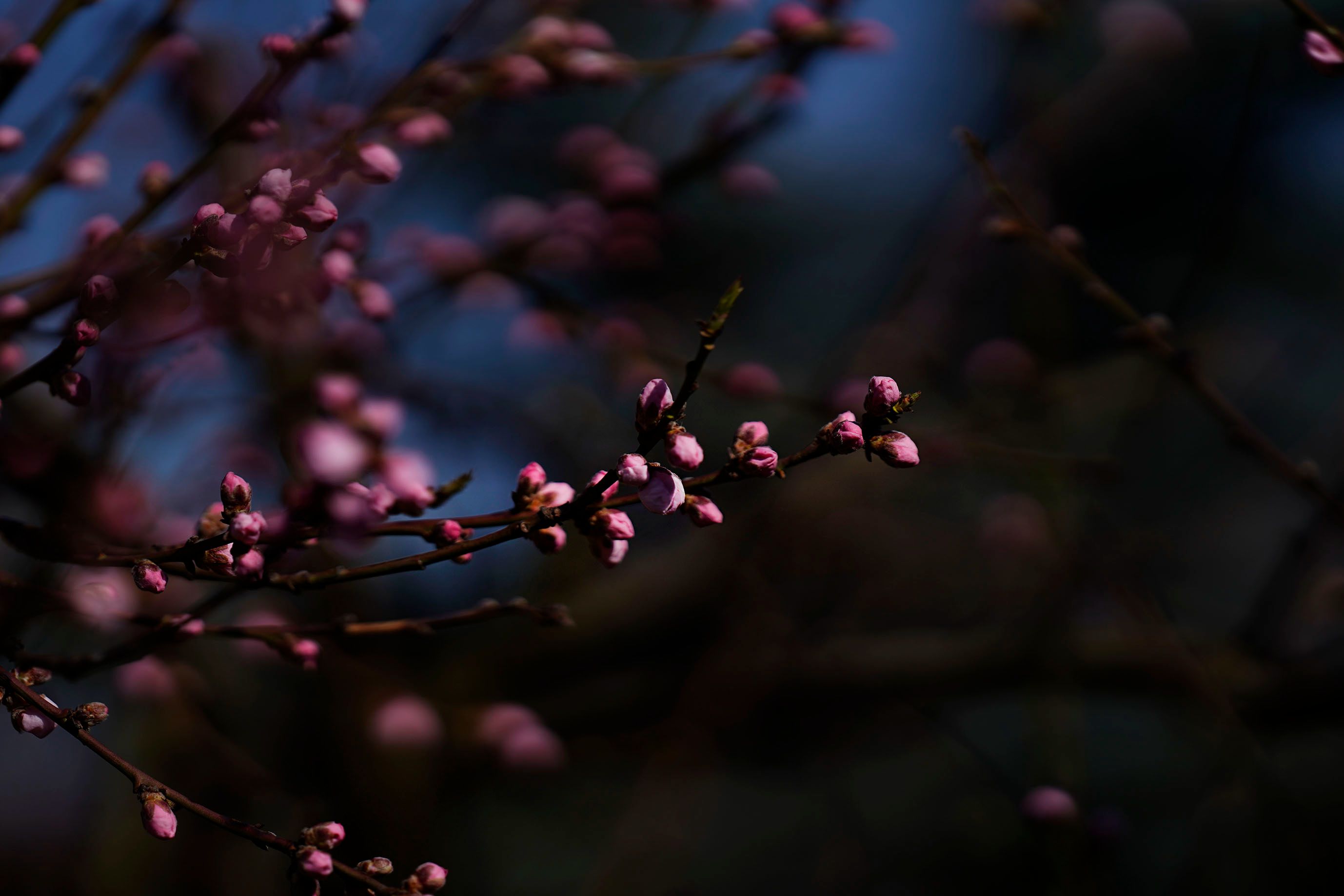 Samyang 135 garden 2.jpg