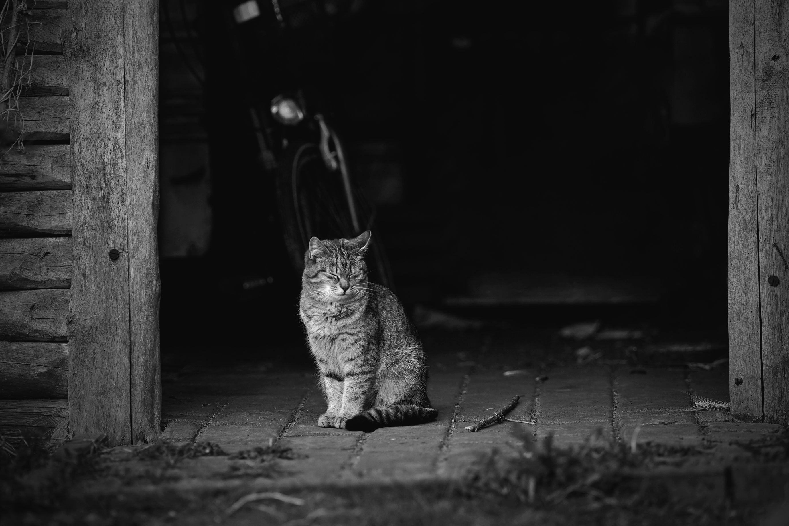 kitty Samyang bw 4.jpg