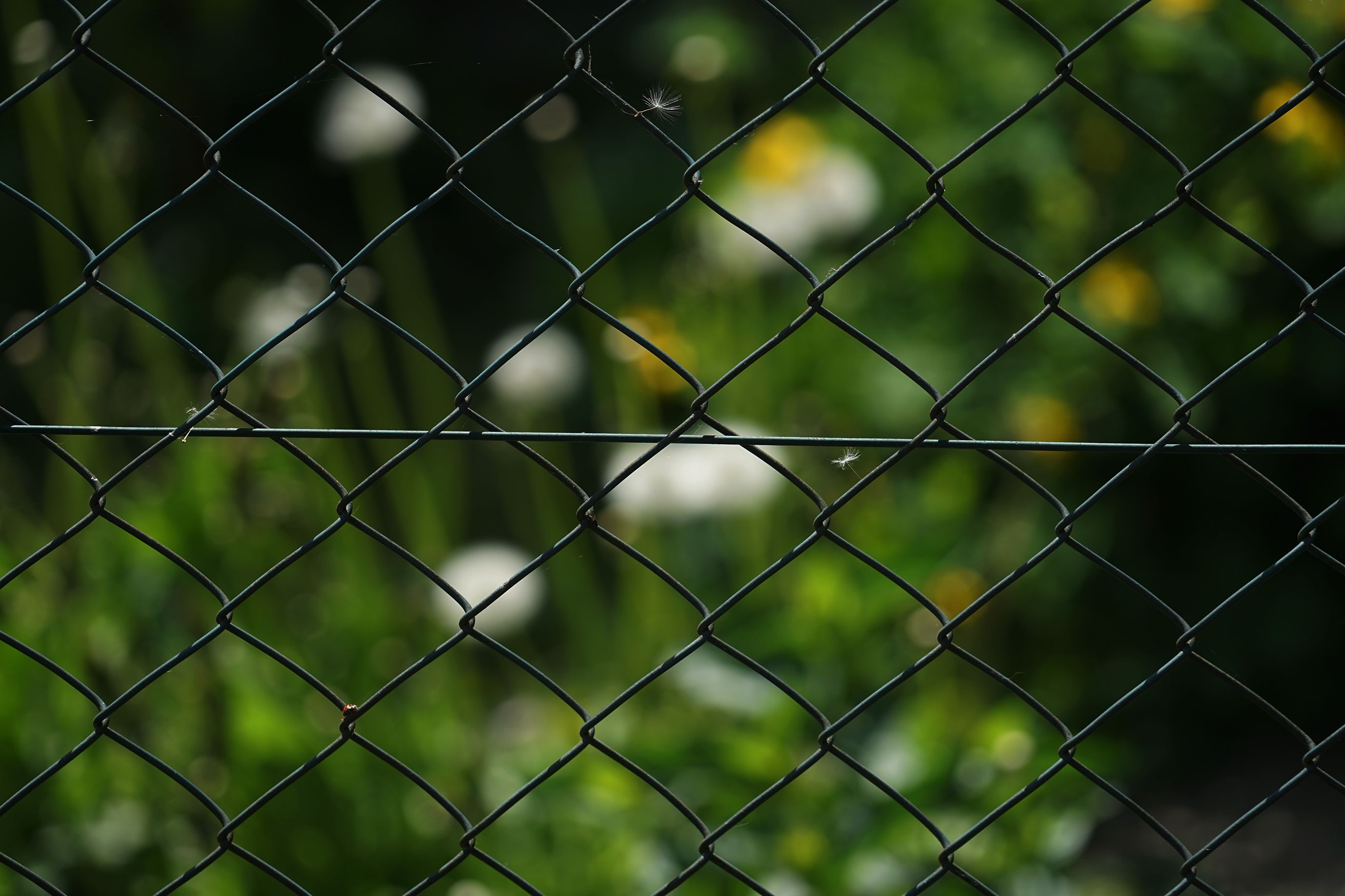 garden sony 200 7.jpg