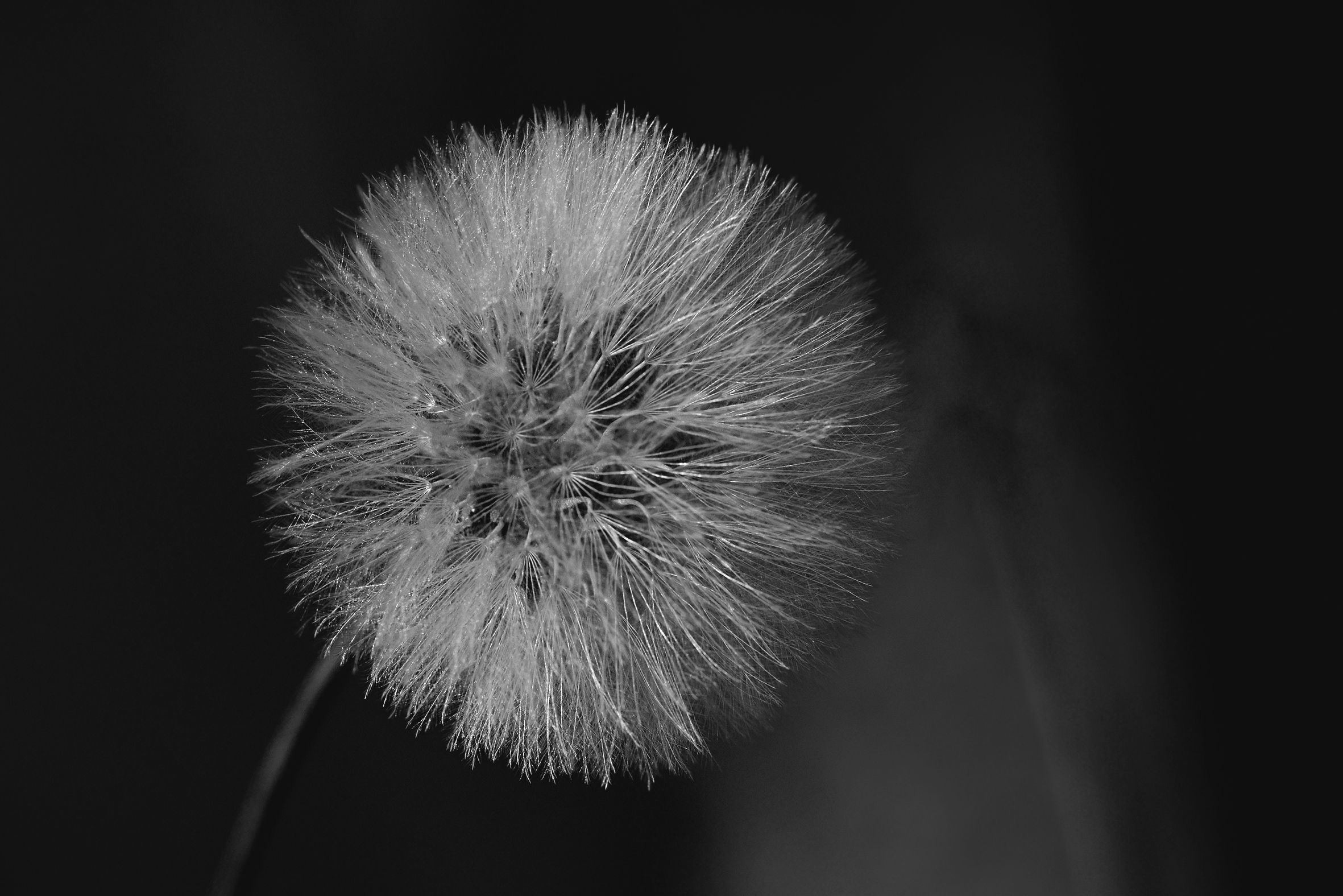 fluffy seeds bw 5.jpg