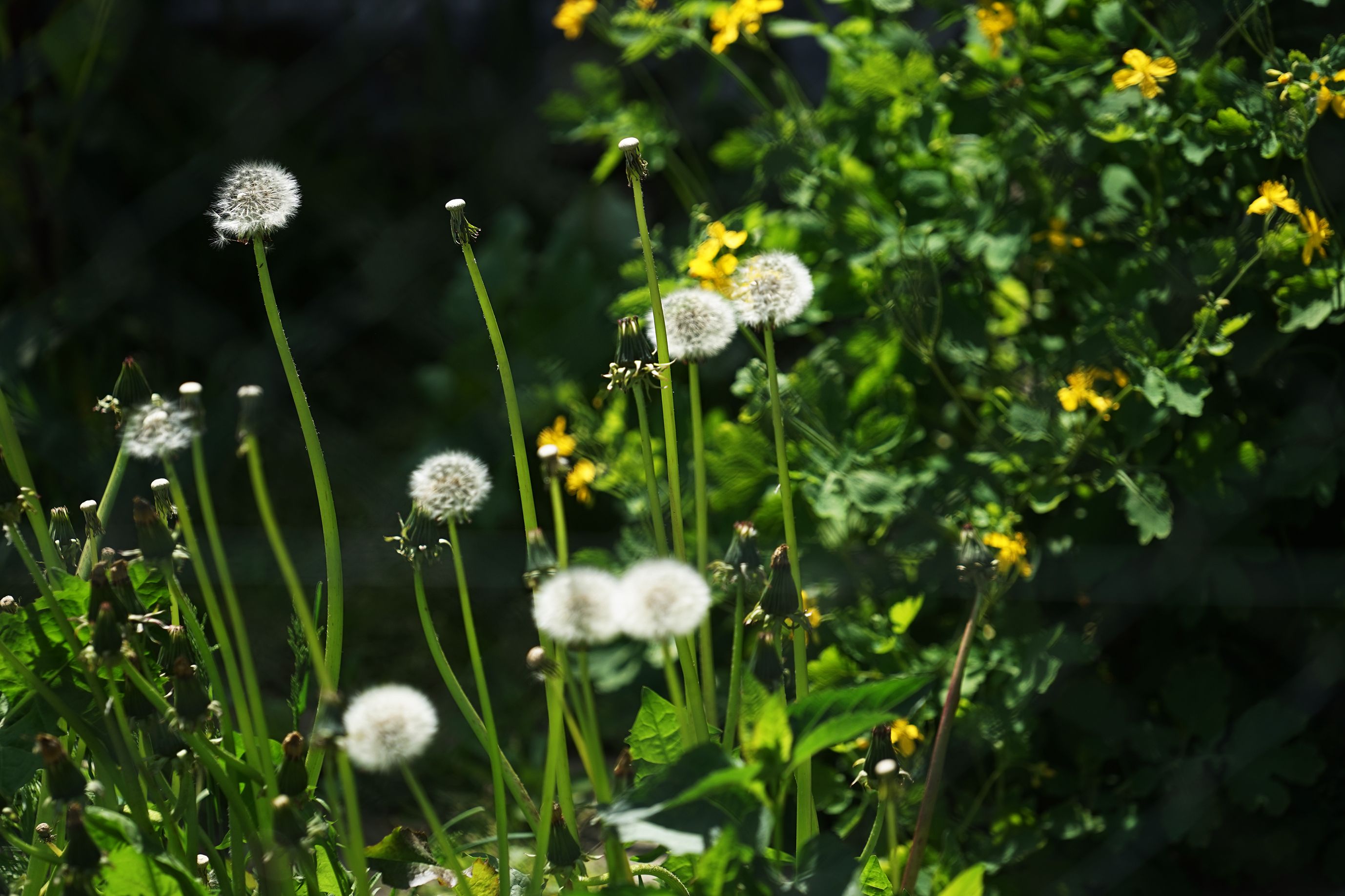 garden sony 200 8.jpg