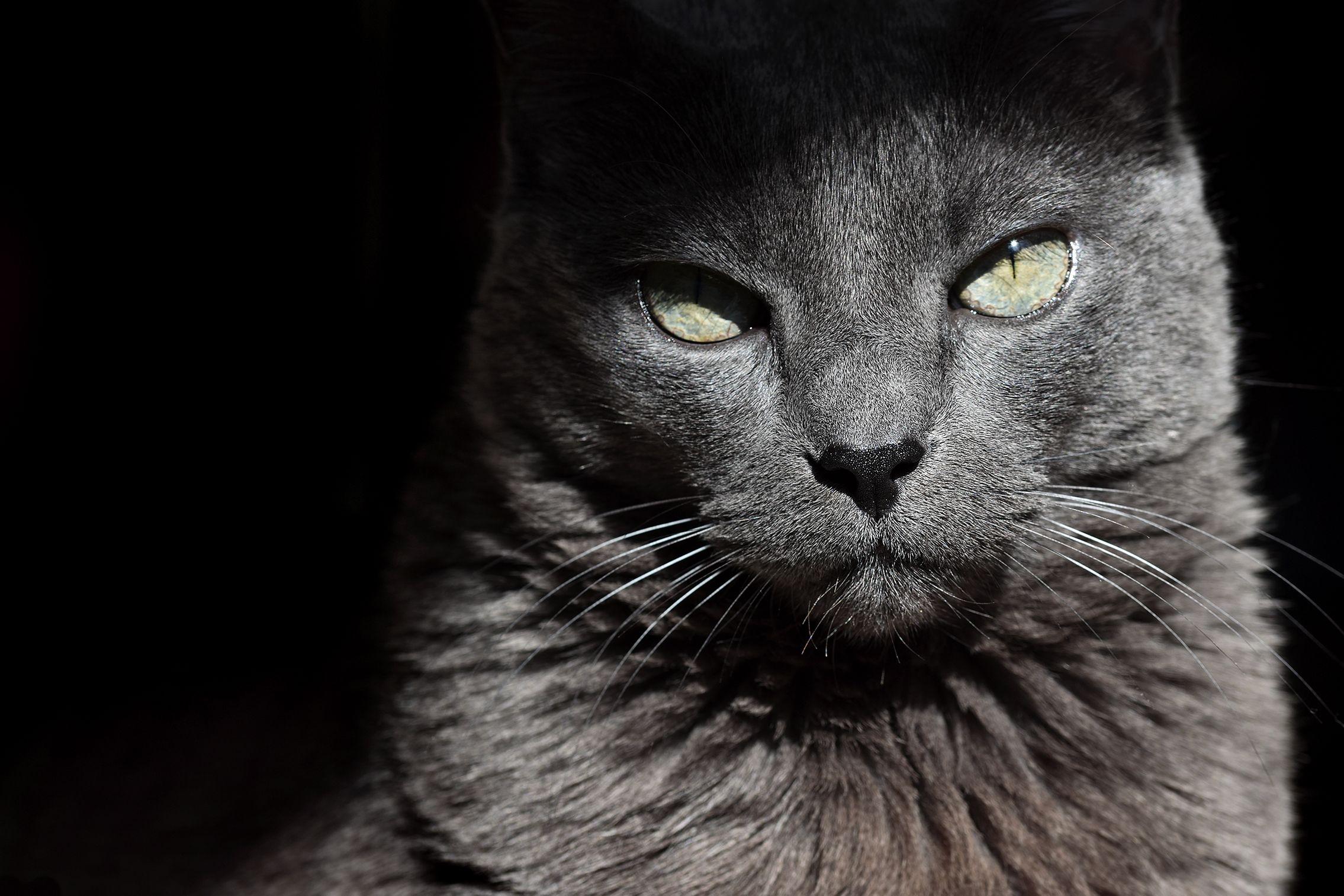 Suzi mean face.jpg