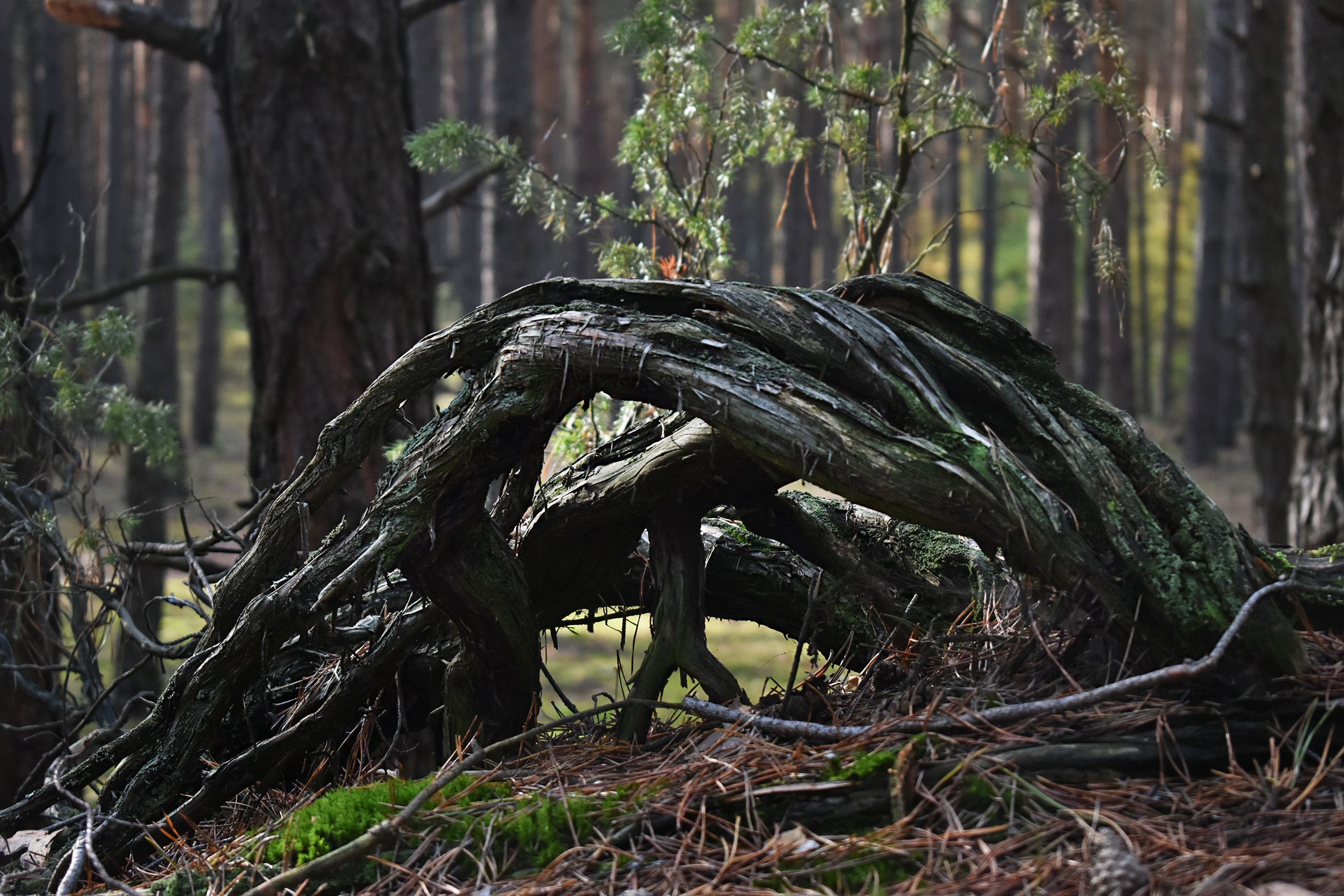 dead wood forest pl 7.jpg