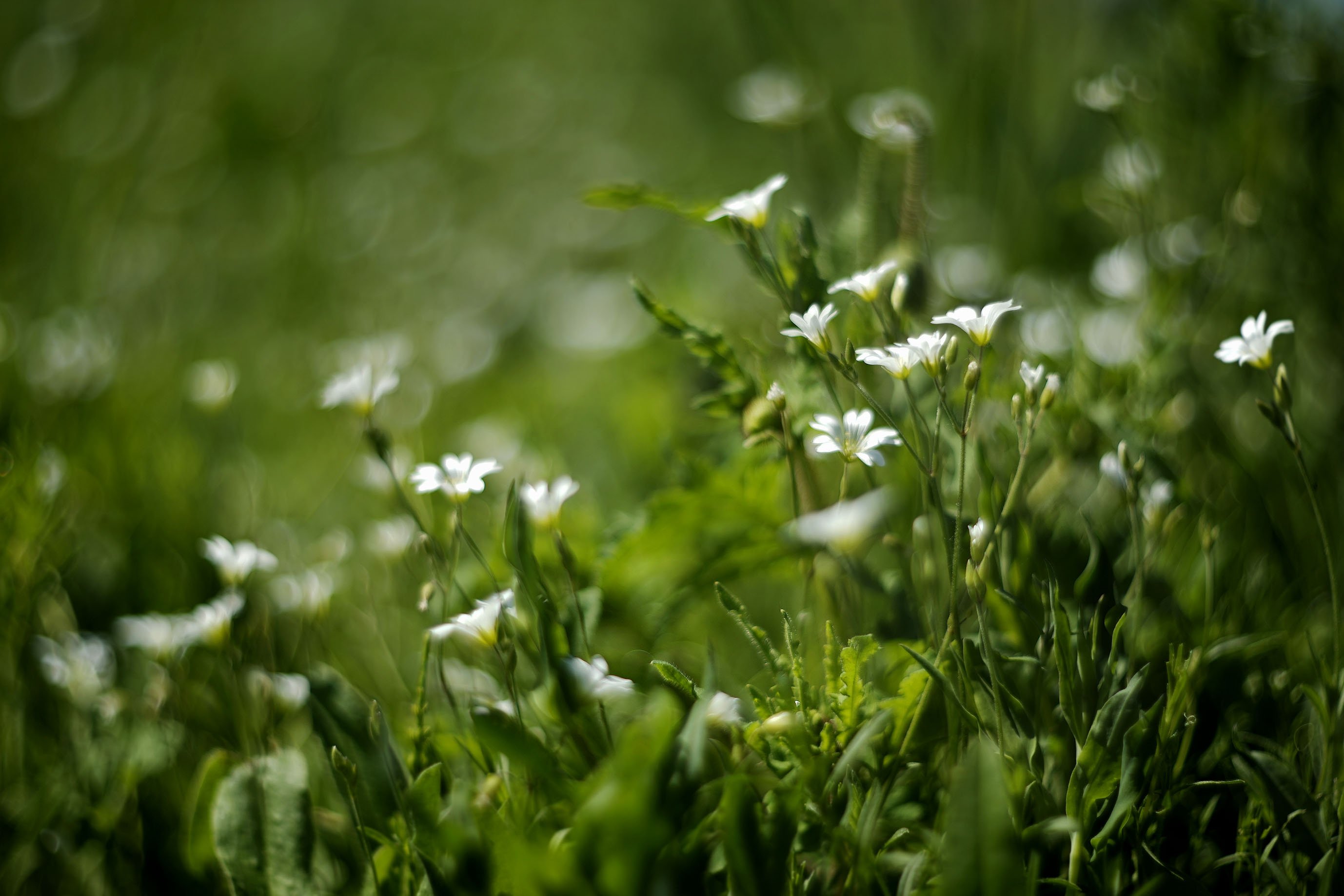 wildflowers lawn helios 3.jpg
