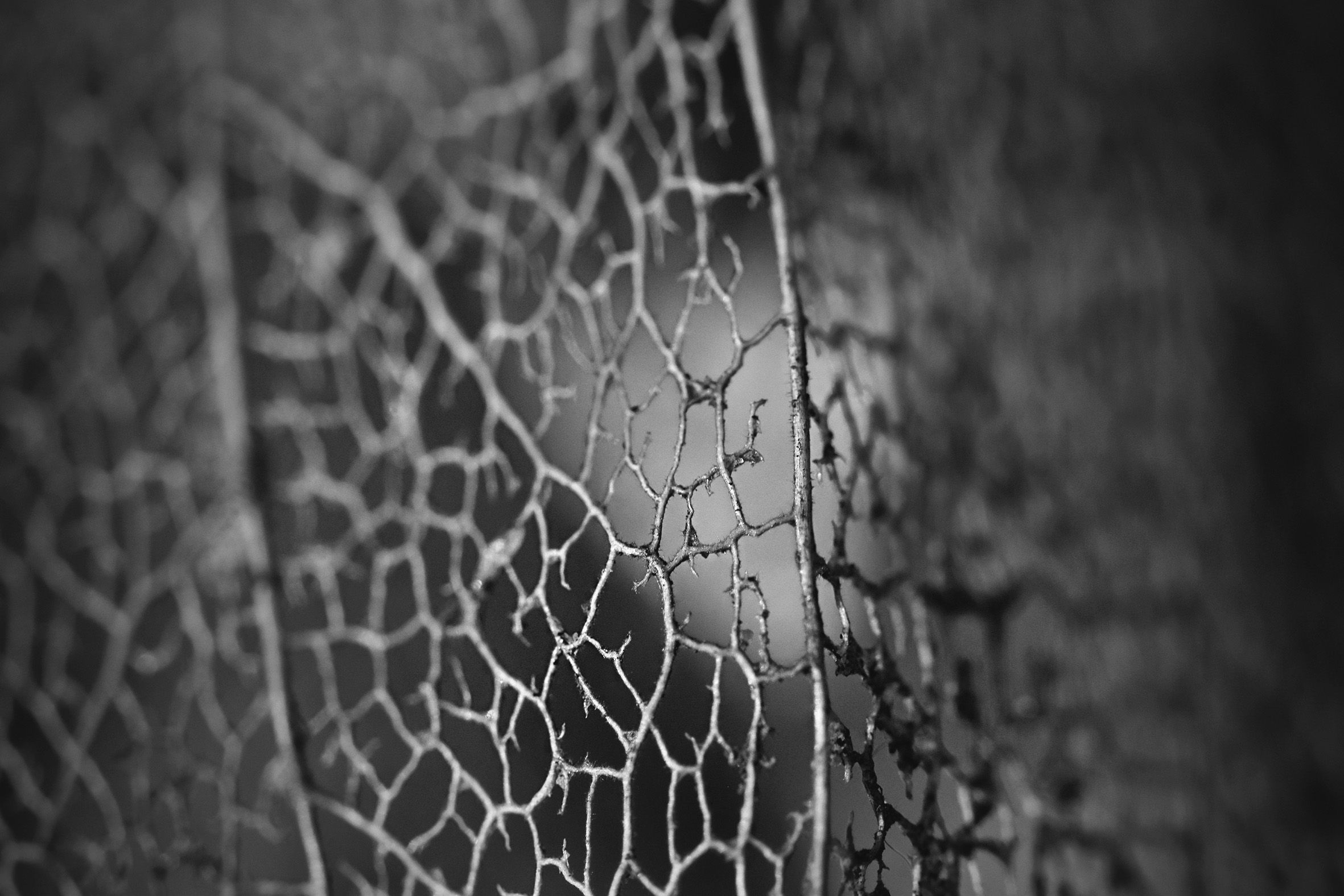 Physalis lace pl bw 6.jpg