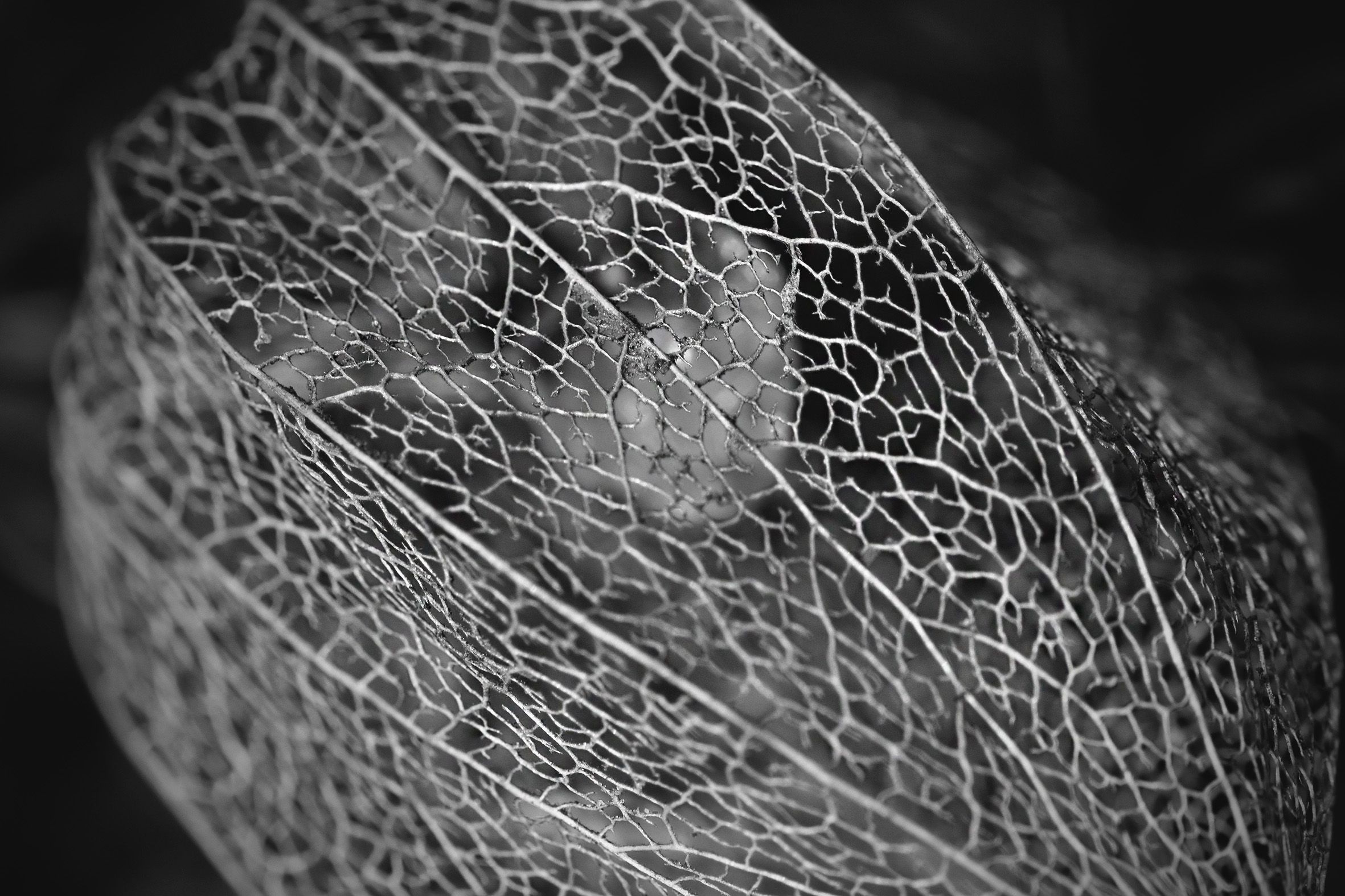Physalis lace pl bw 8.jpg