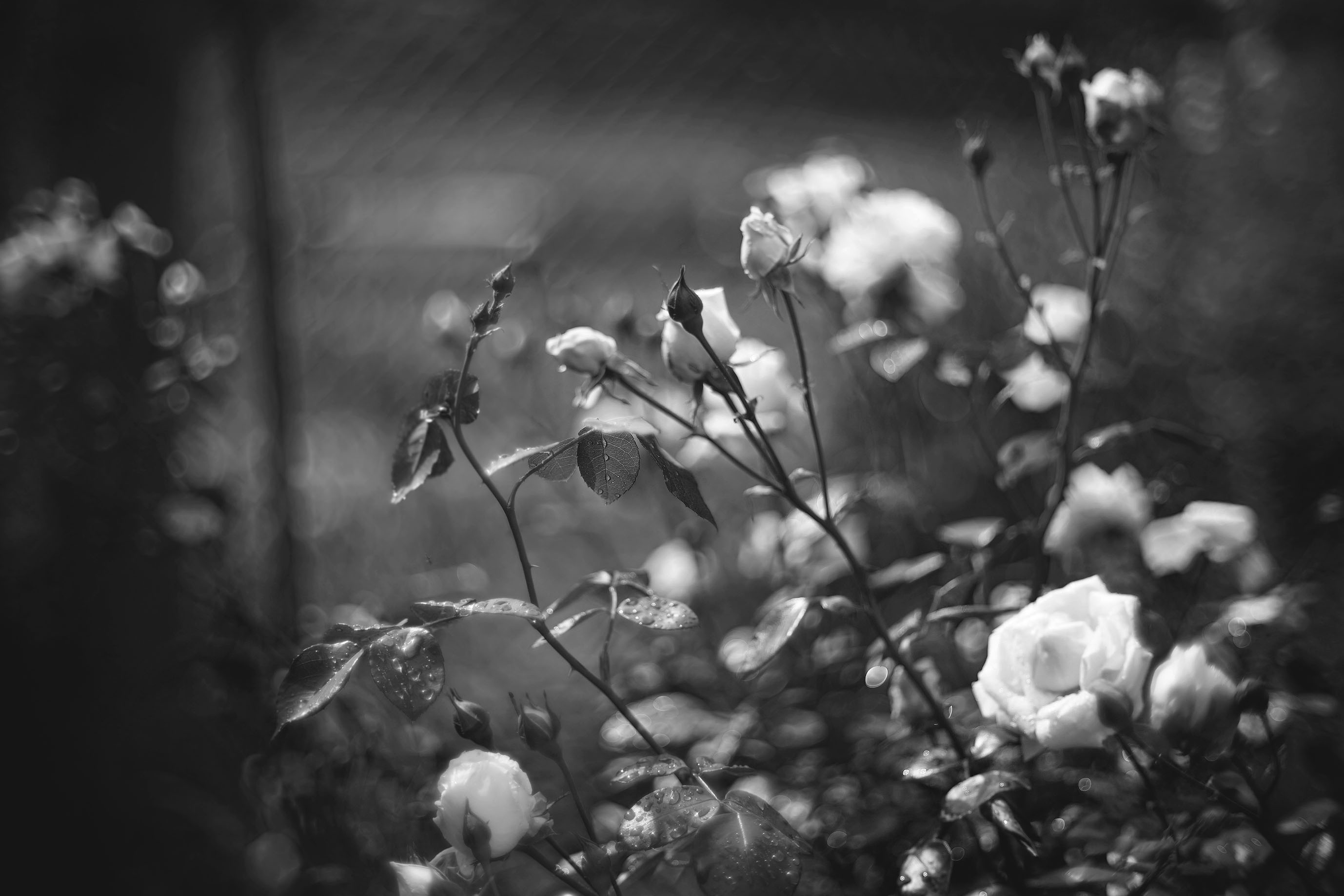 white roses garden pl biotar bw 3.jpg