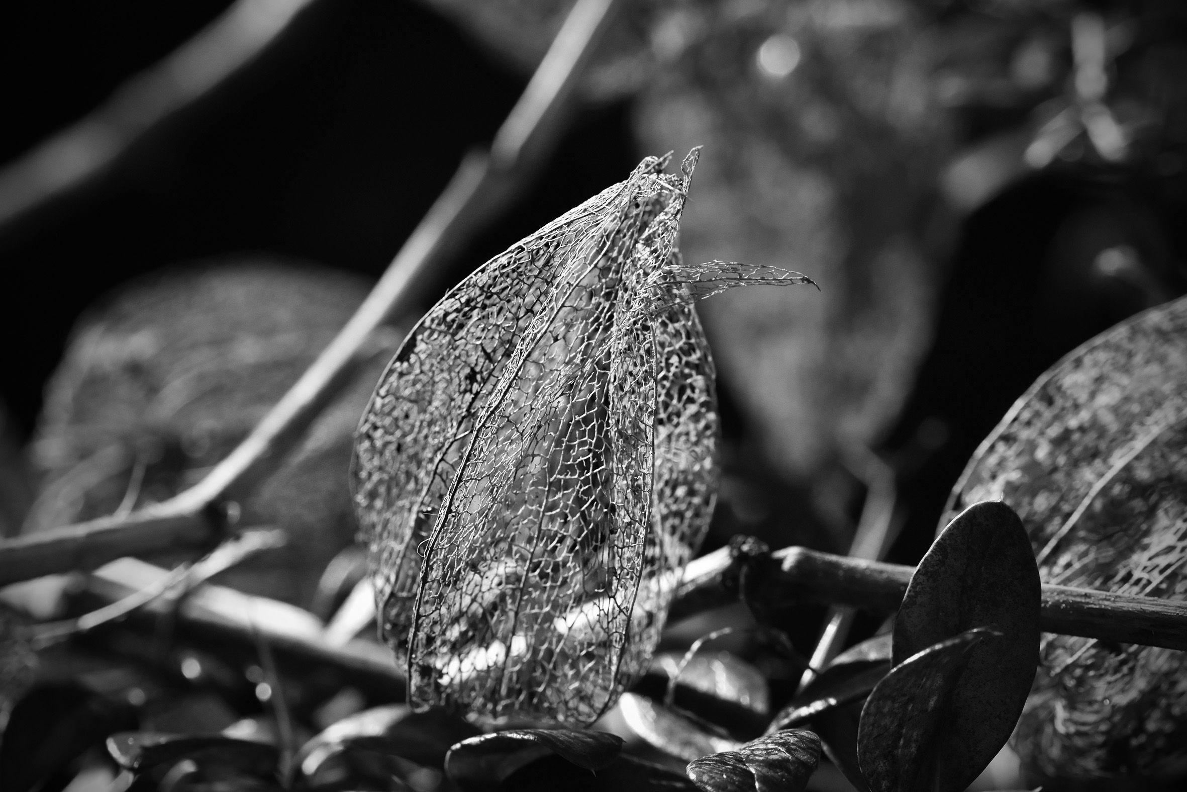 Physalis lace pl bw 1.jpg