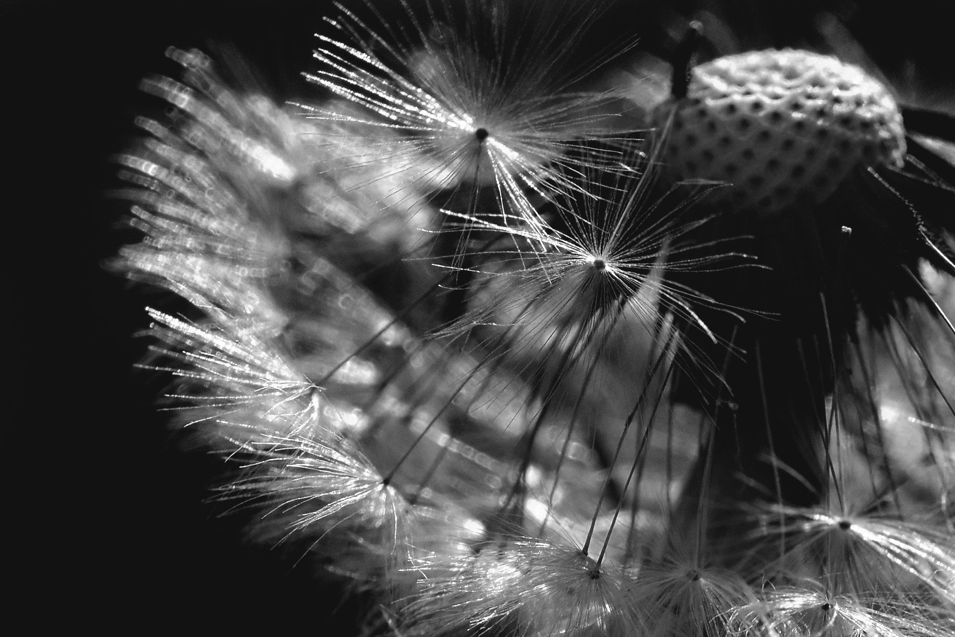 dandelion seeds macro bw 1.jpg