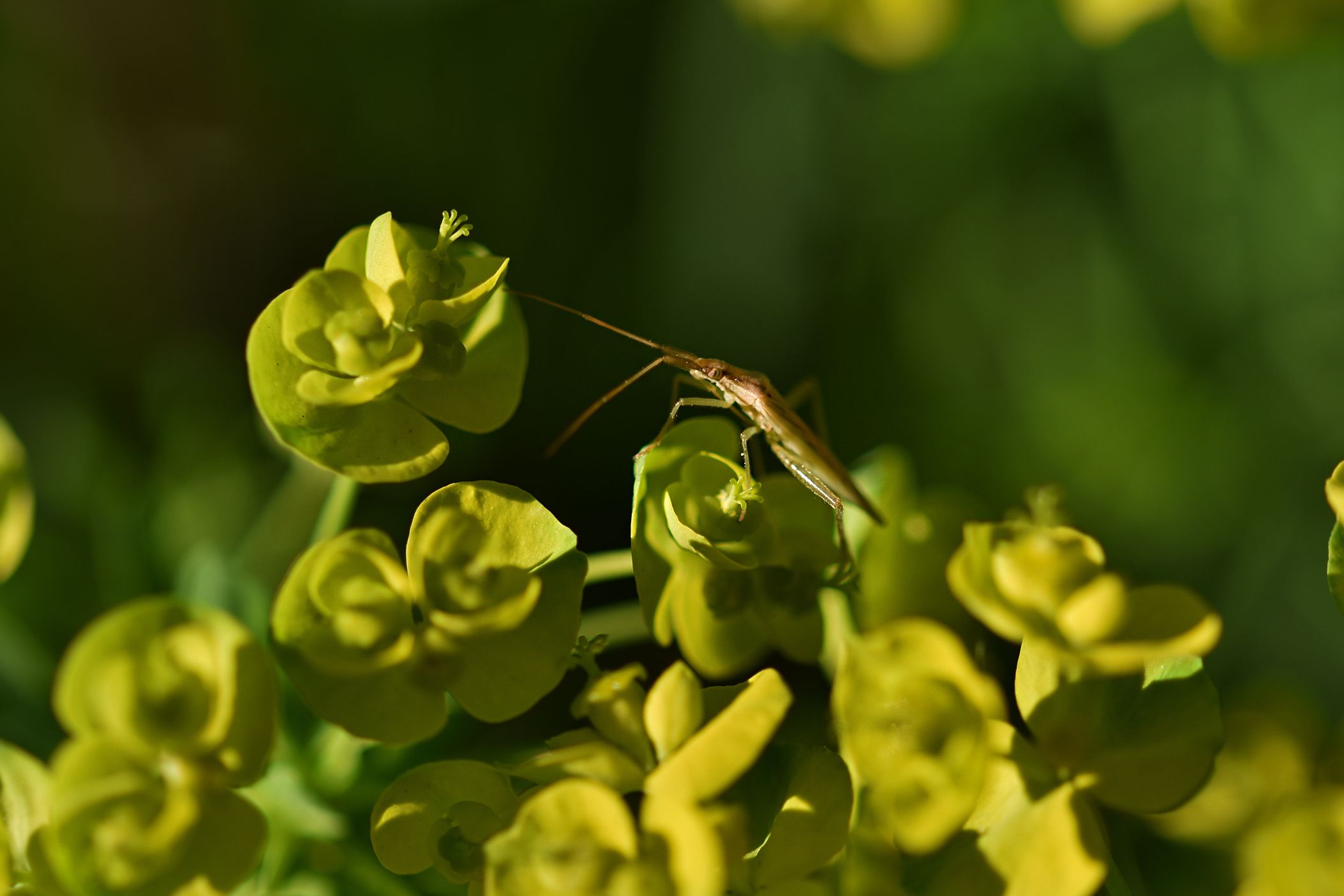 Euphorbia flowers pl 1.jpg