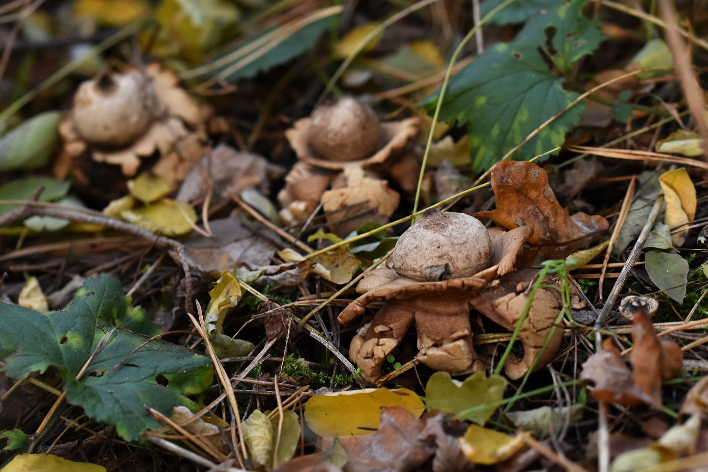 geastrum earthstar mushroom pl 10.jpg