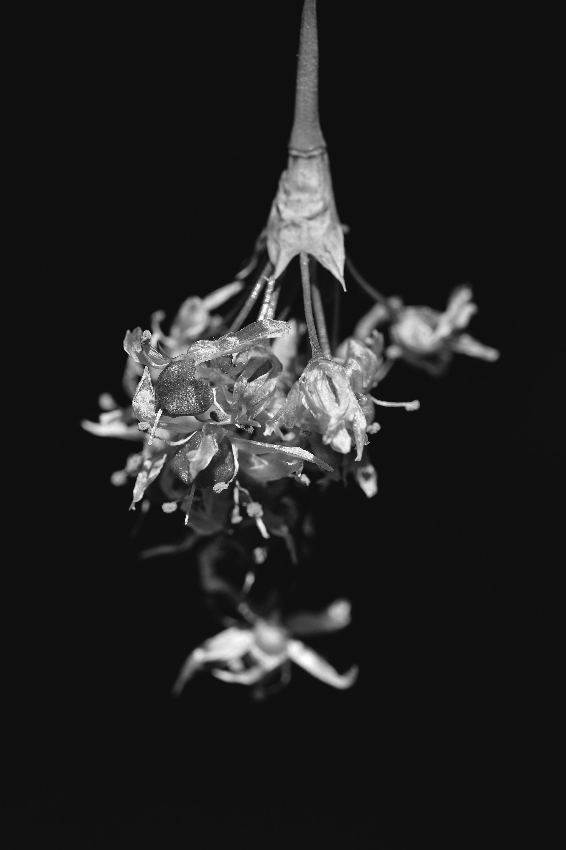 wild garlic flower 7.jpg