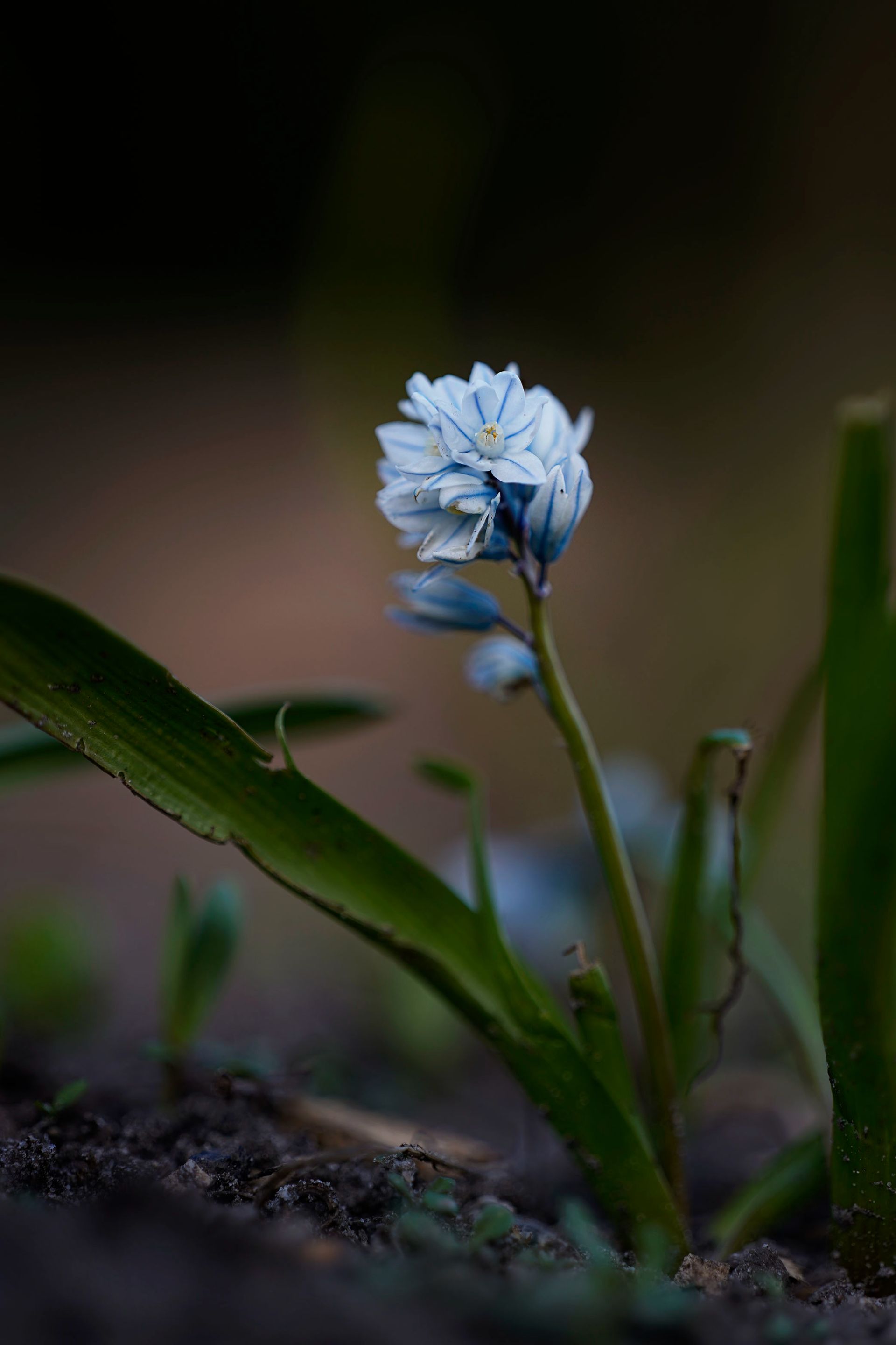 Samyang 135 garden 10.jpg