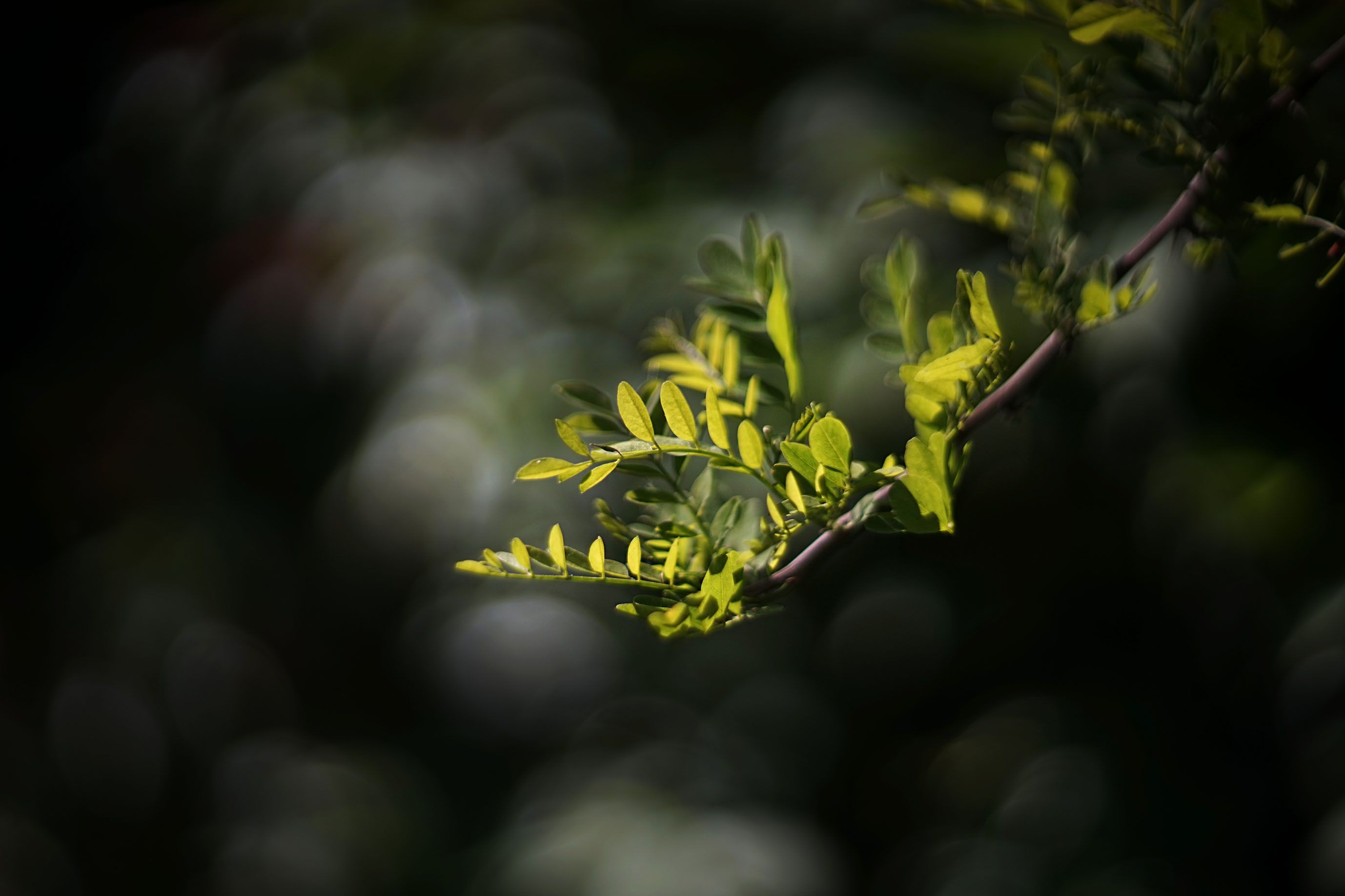helios bokeh garden pl 1.jpg