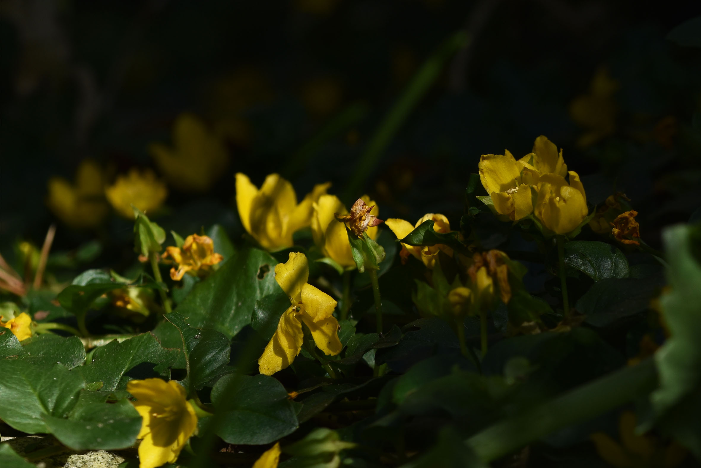 Lysimachia nummularia yellow flowers 7.jpg