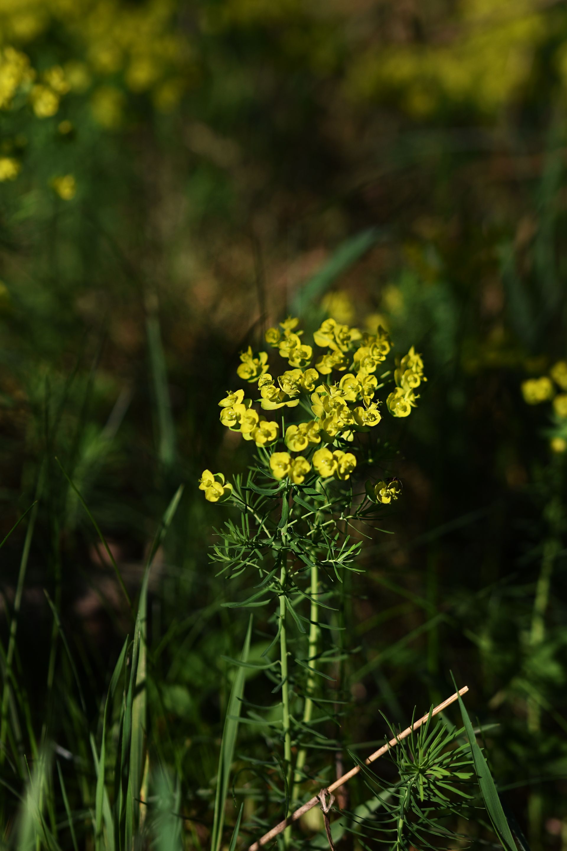 Euphorbia flowers pl 11.jpg