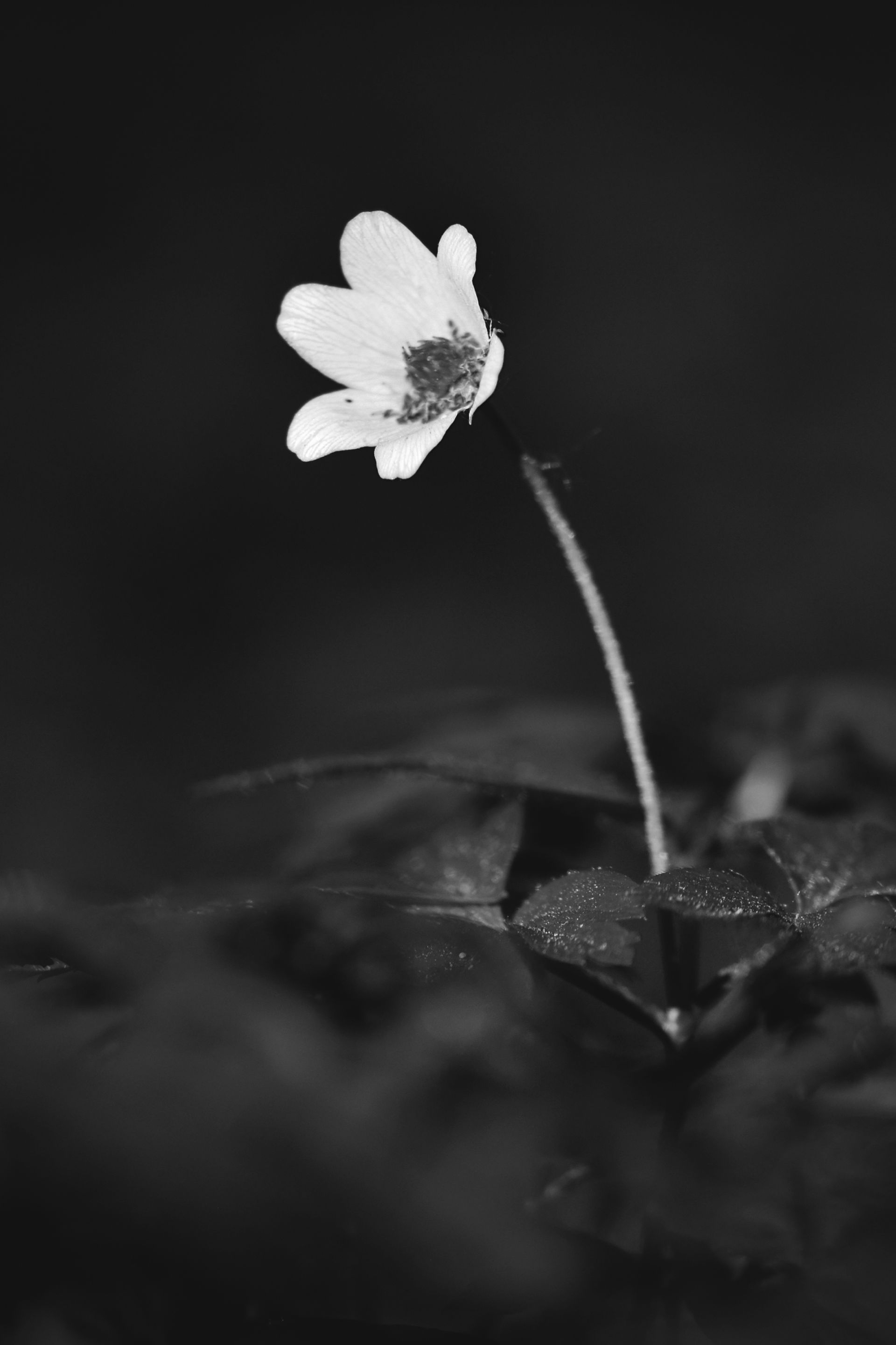 wood anemone pl bw 8.jpg