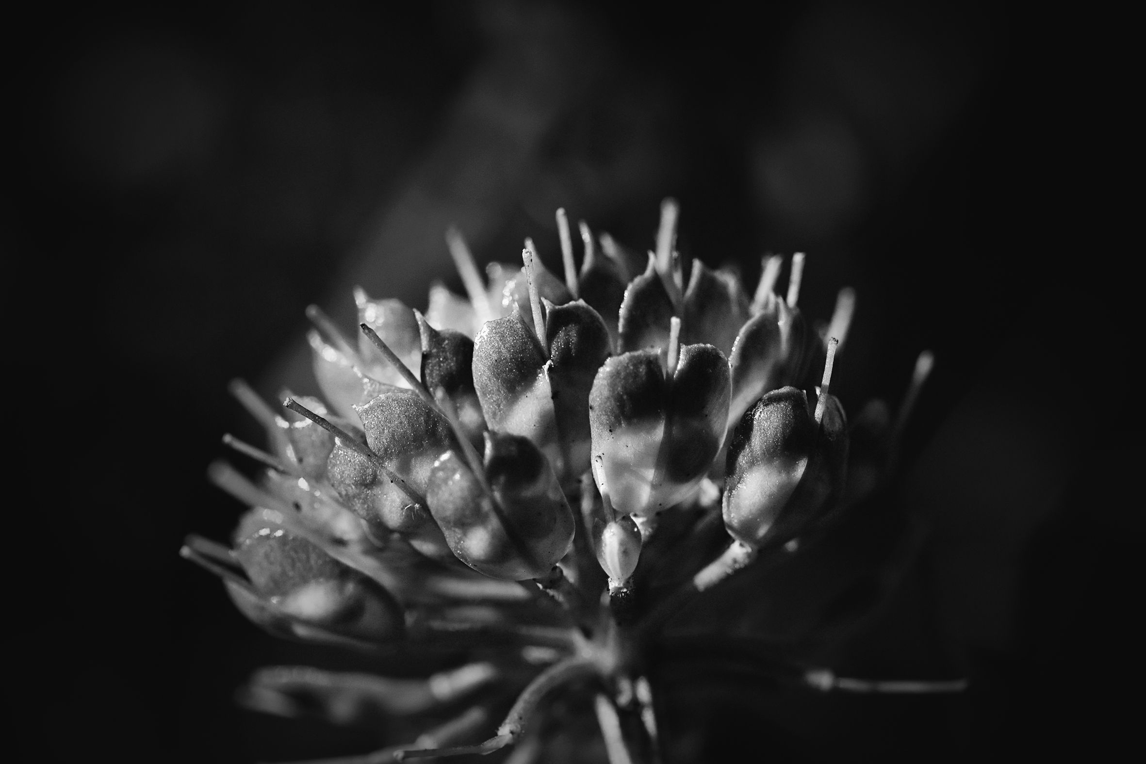 candytuft seed pod bw 2.jpg