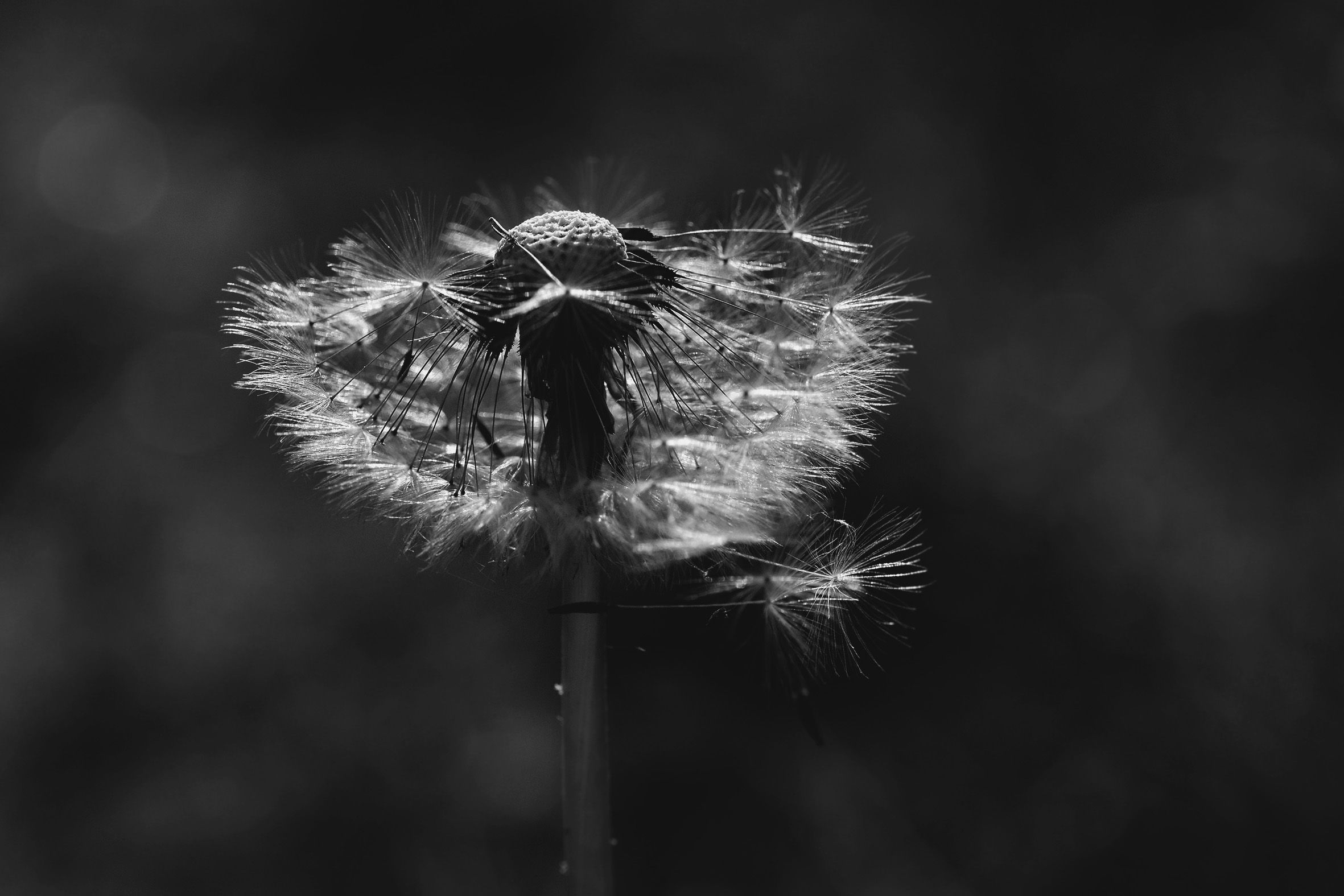 dandelion seeds macro bw 3.jpg