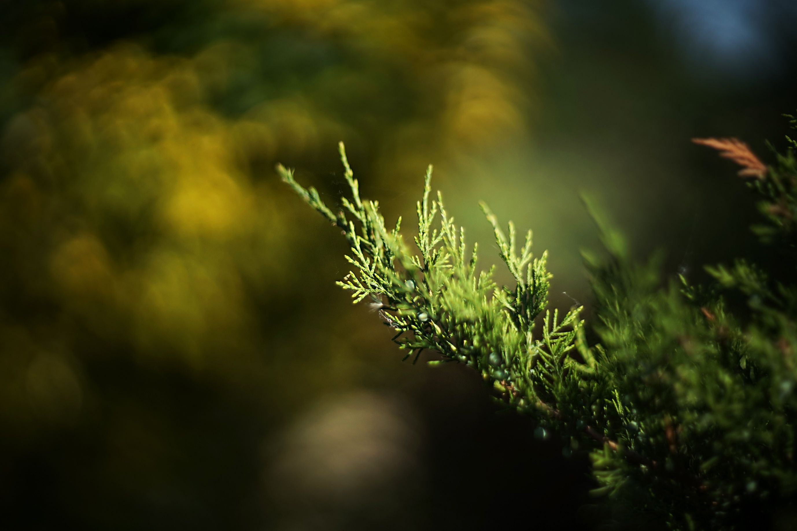 helios bokeh garden pl 2.jpg