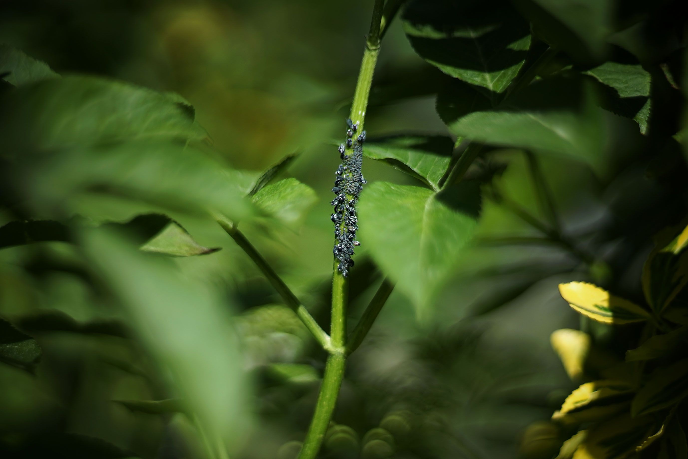 helios bokeh garden pl 10 aphids.jpg
