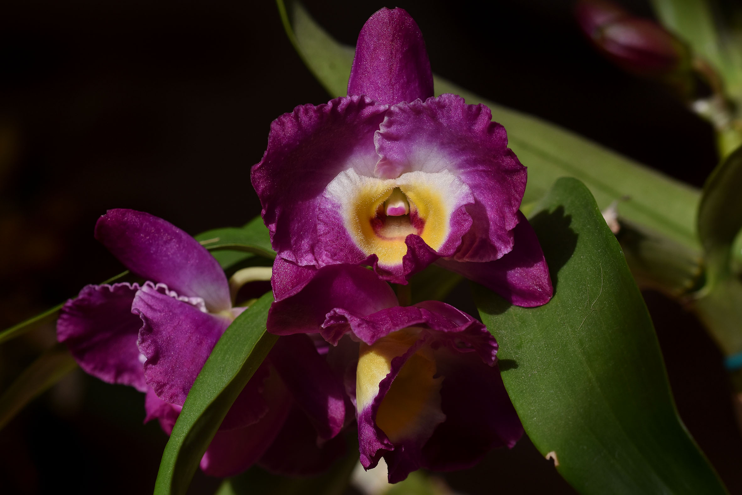 Dendrobium nobile comet king akatsuki 2023 1.jpg