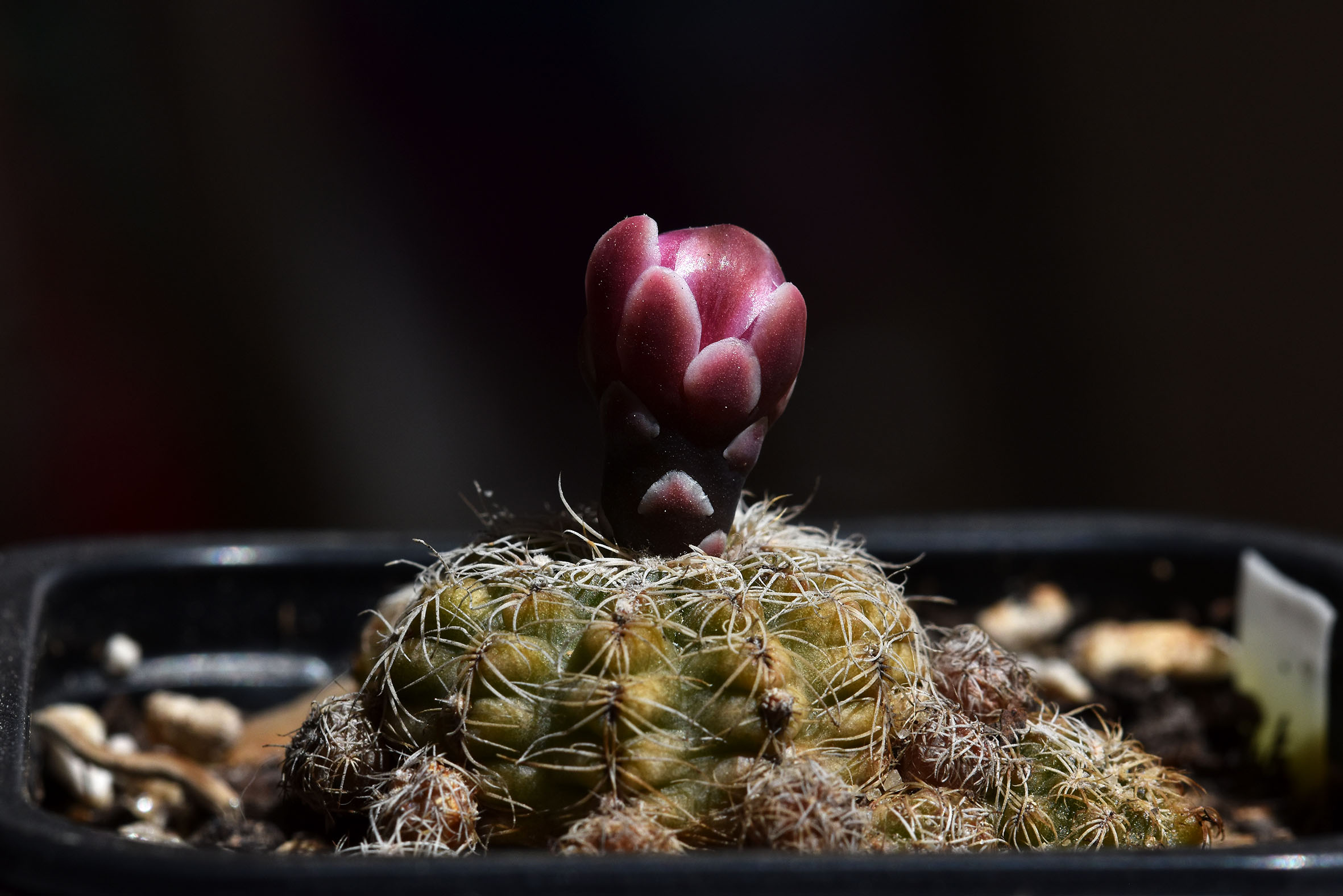 Gymnocalycium Bruchii bud 2023.jpg