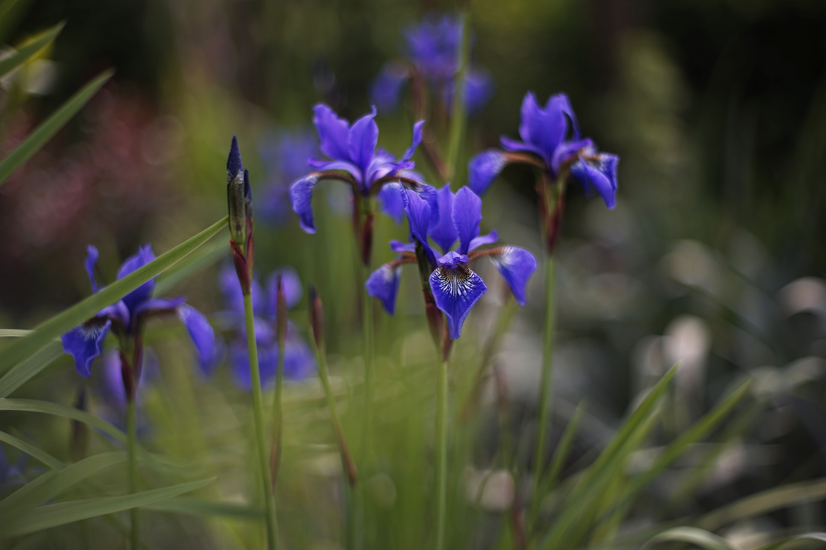 Iris garden takumar.jpg