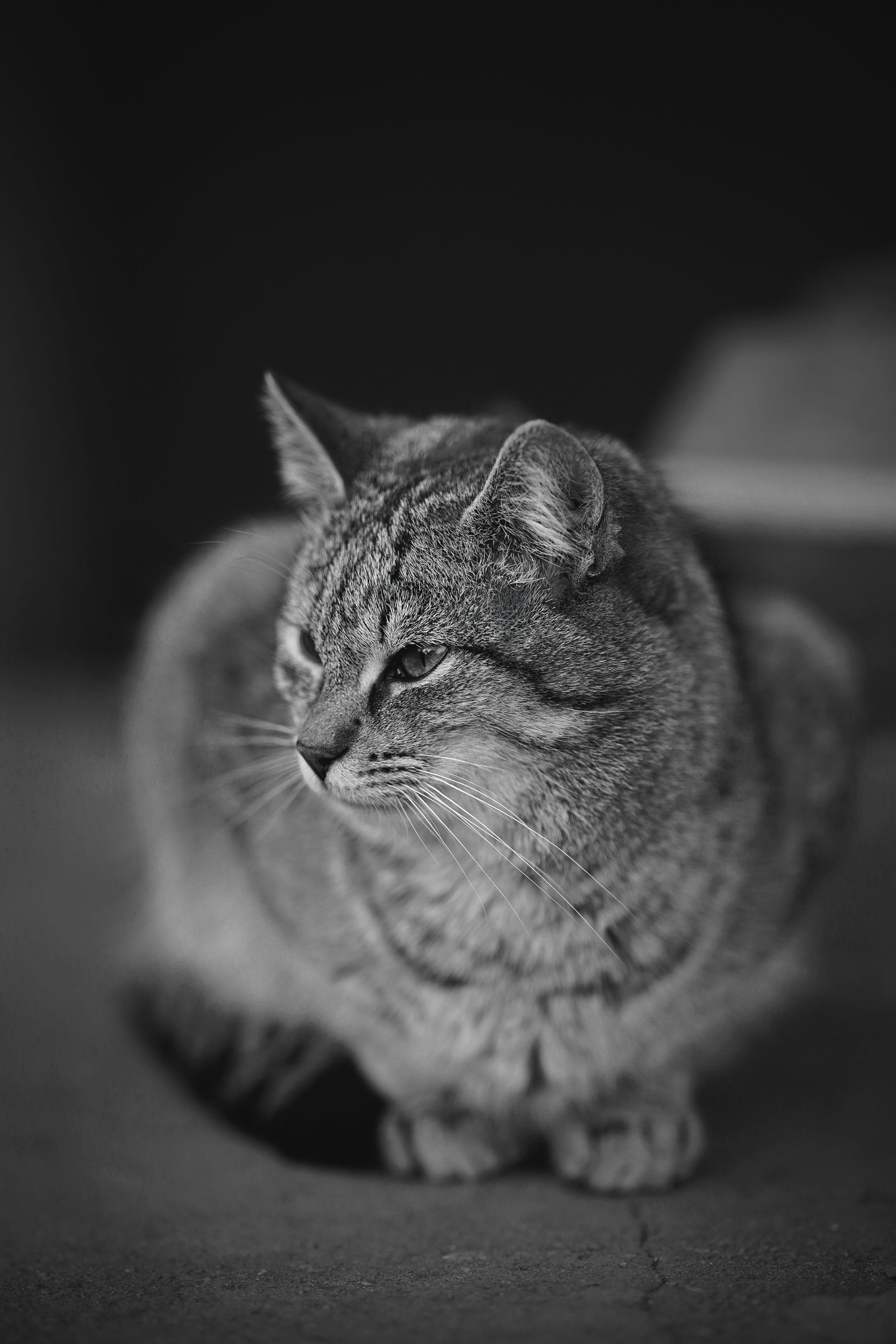 kitty Samyang bw 7.jpg