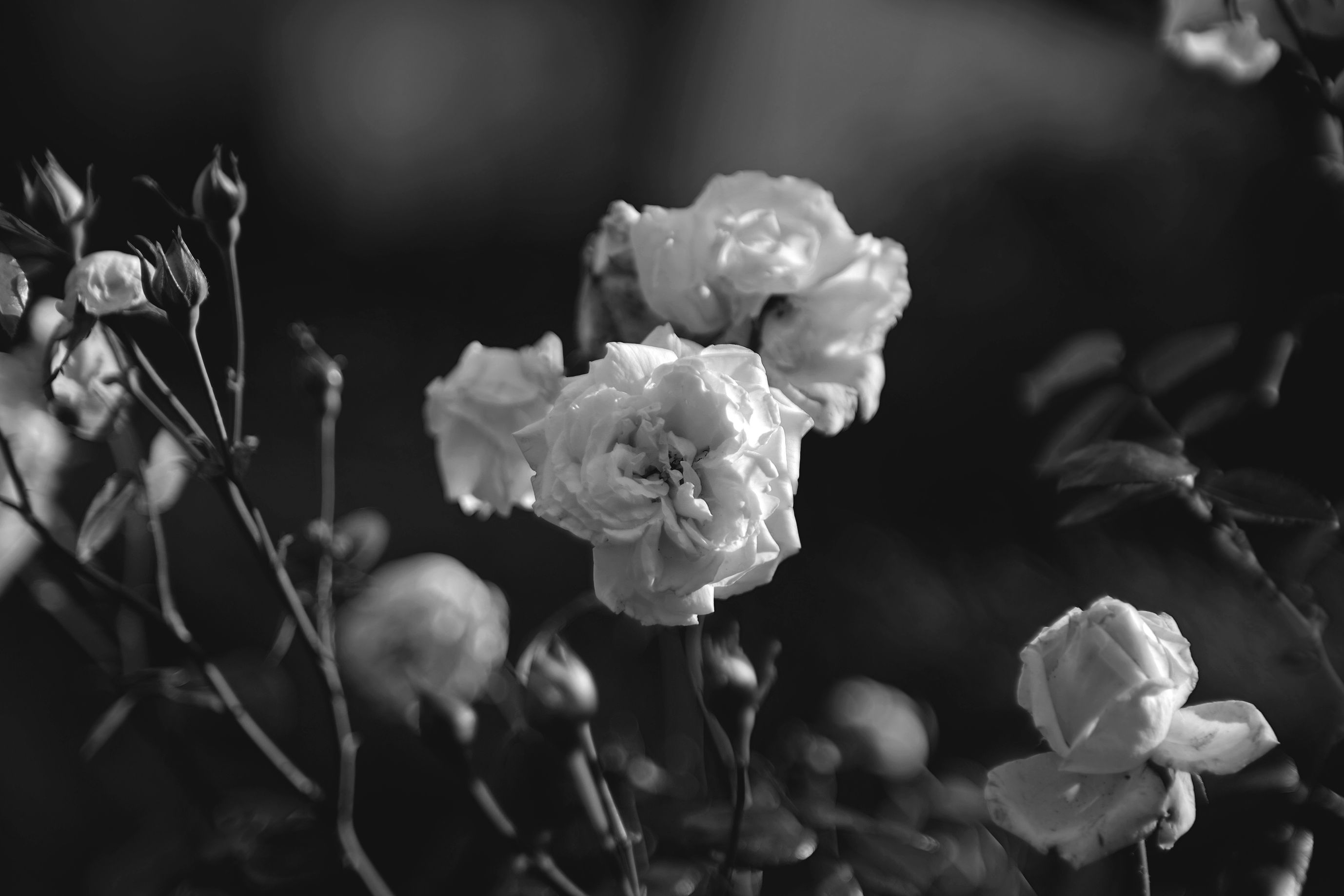 roses bokeh jupier 9 bw 2.jpg