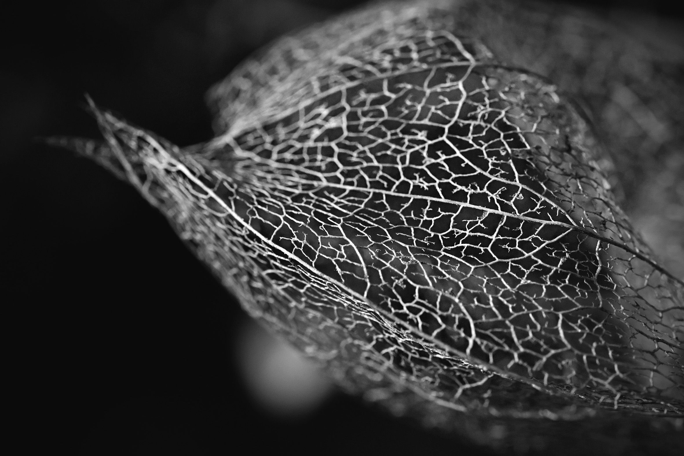 Physalis lace pl bw 7.jpg