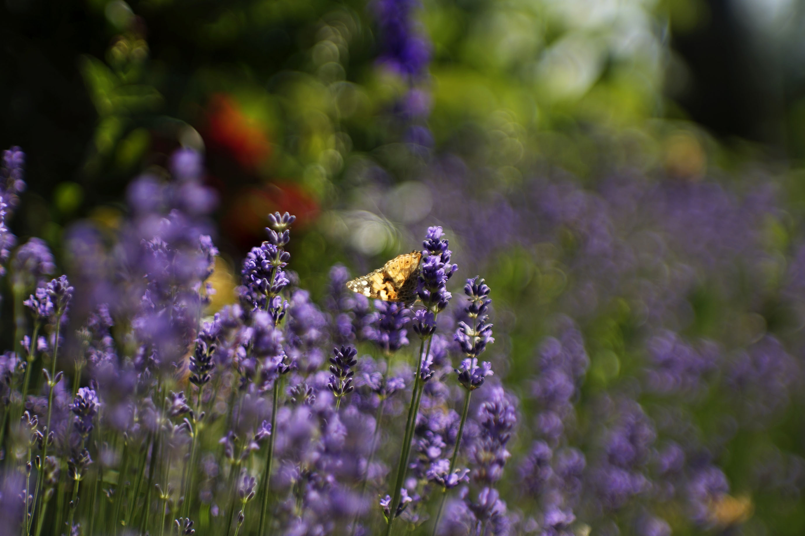lavender buterfly jupiter.jpg