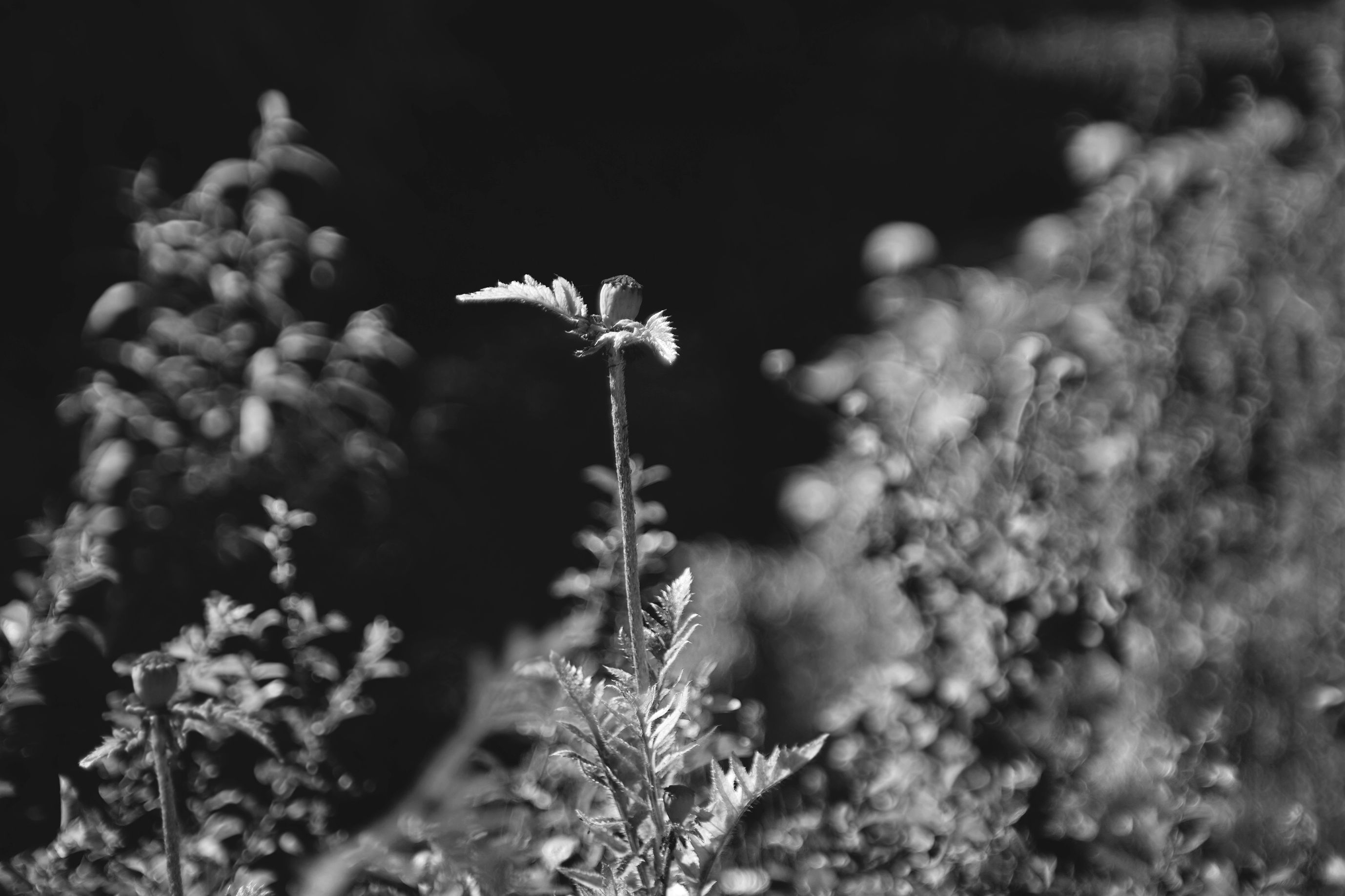 poppy bokeh jupier 9 bw.jpg