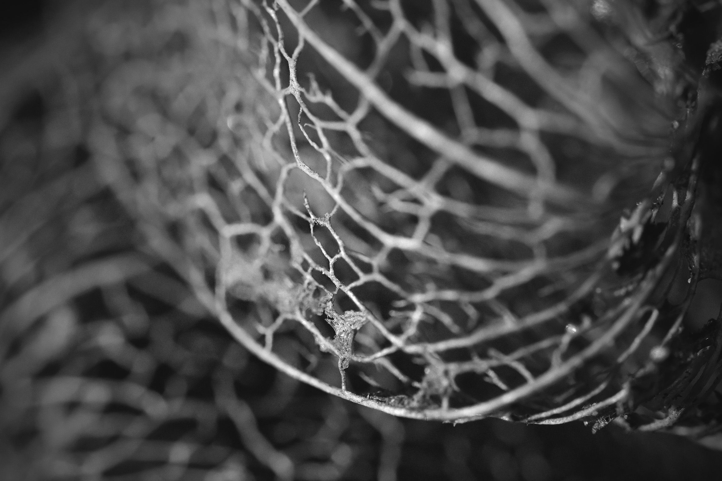 Physalis lace pl bw 3.jpg