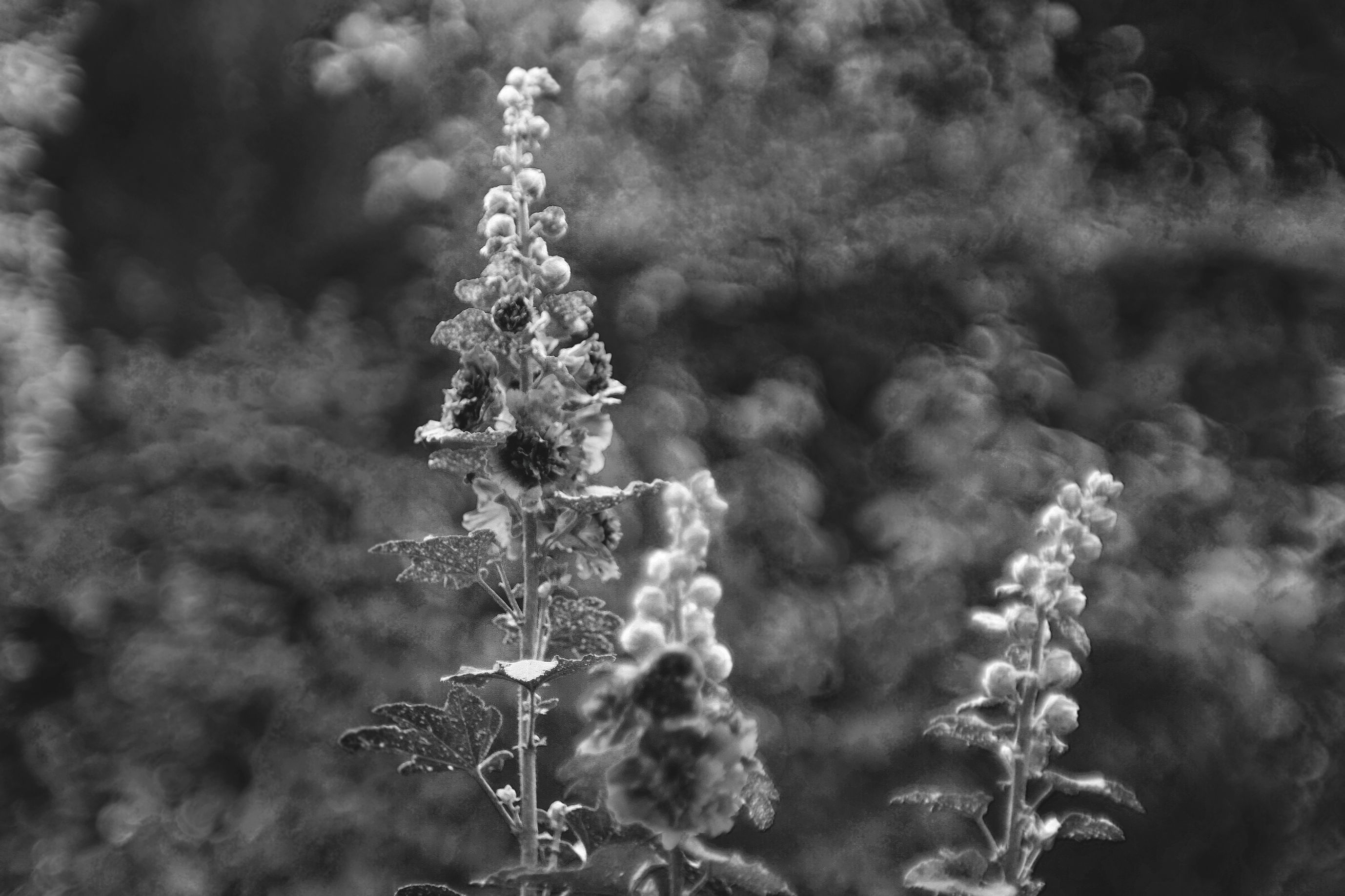 hollyhock bokeh jupier 9 bw.jpg