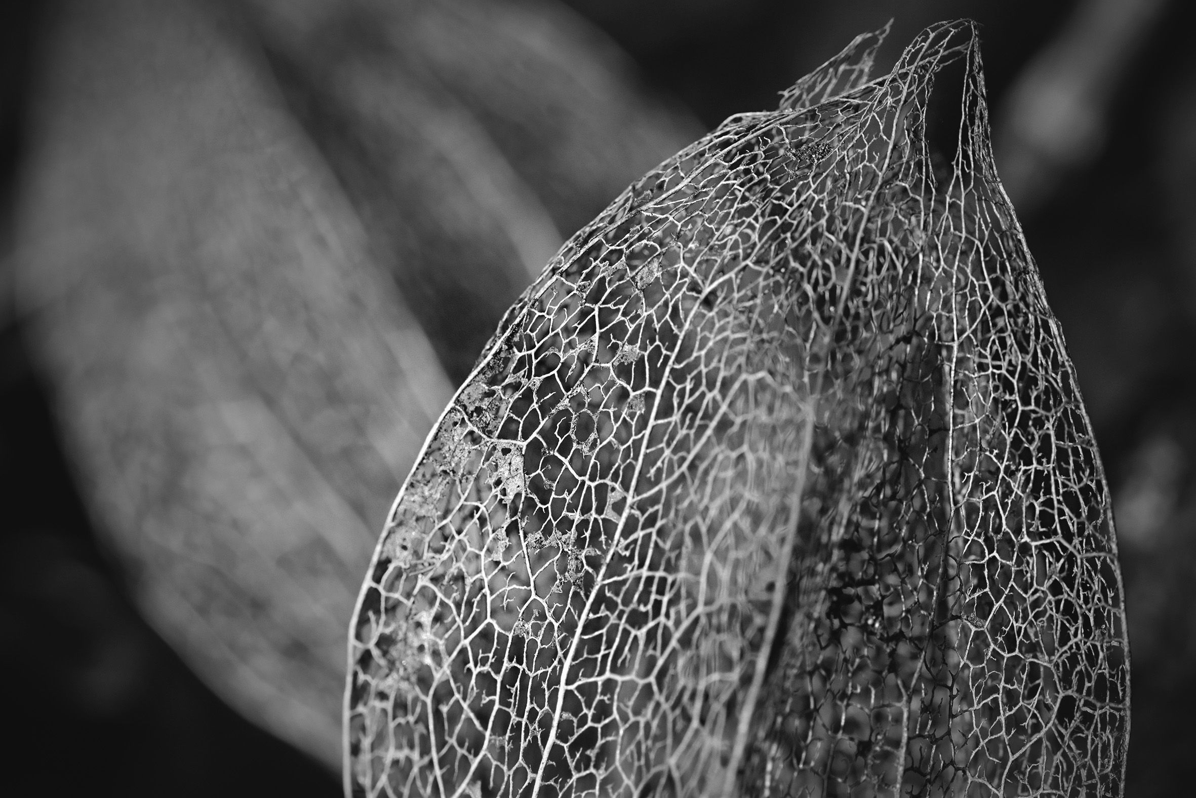 Physalis lace pl bw 4.jpg