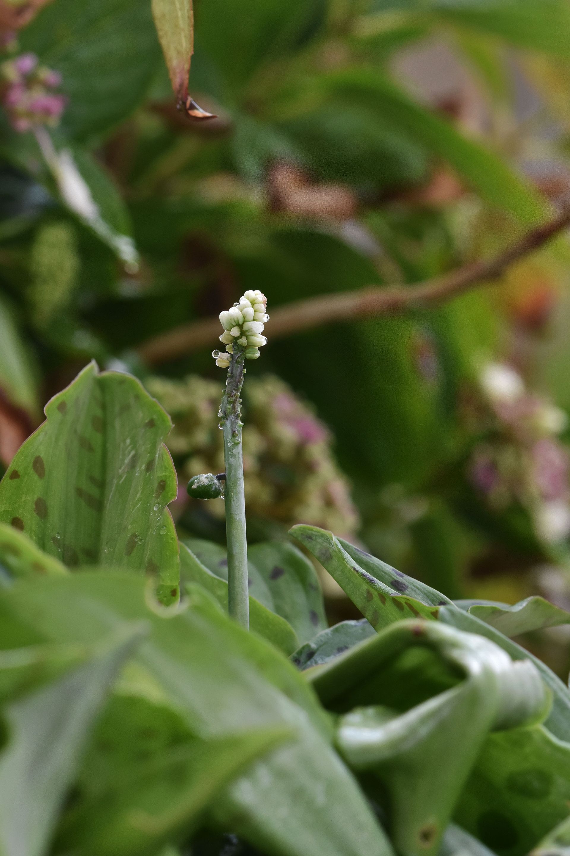 Ledebouria petiolata african lily 2.jpg