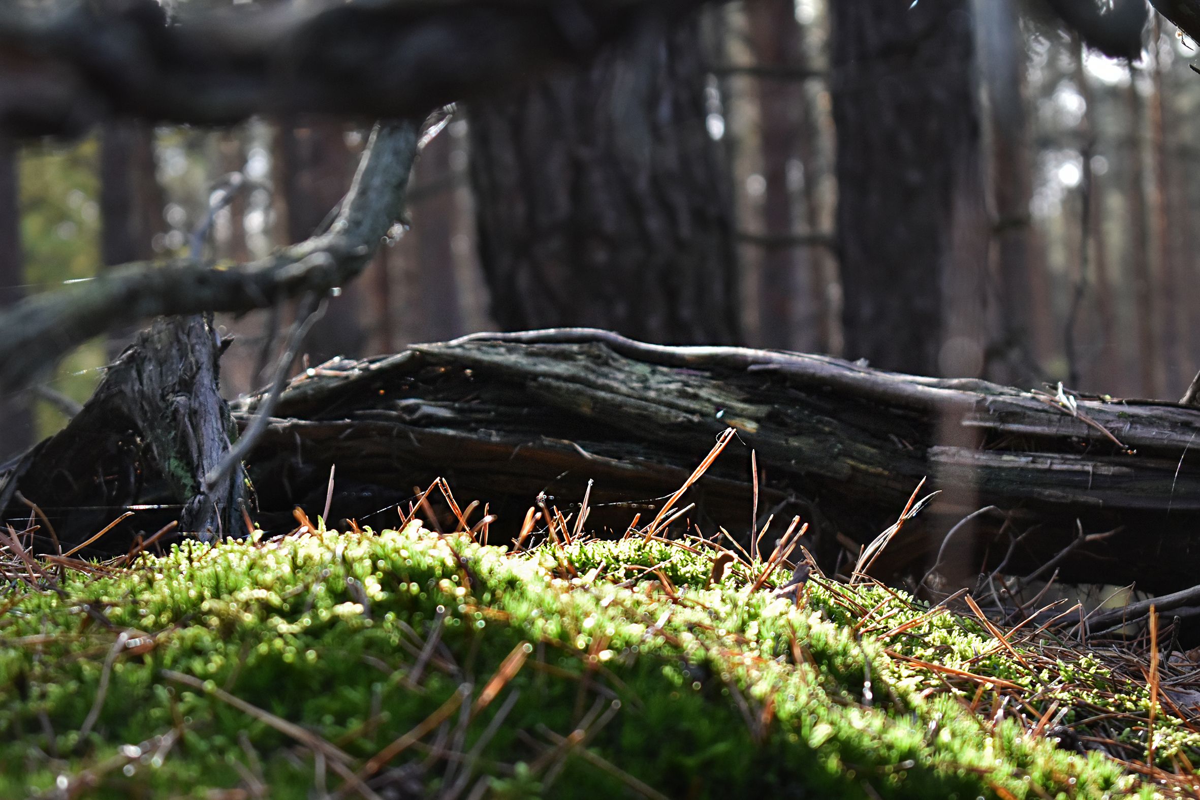dead wood forest pl 6.jpg